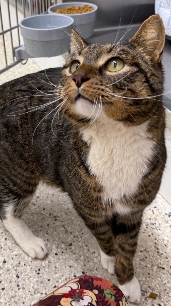 Enlarge Boba, a Adoptable mixed breed in Glenfield, NY image 2/5