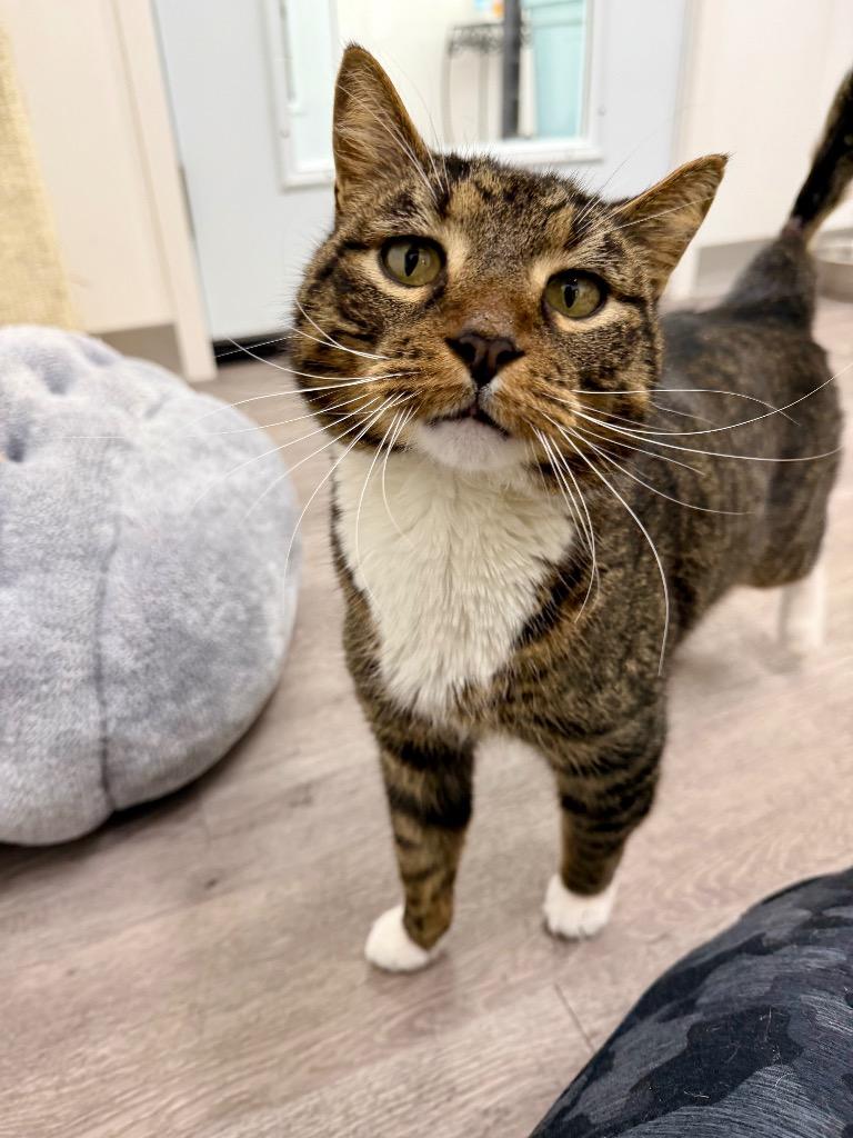 Enlarge Boba, a Adoptable mixed breed in Glenfield, NY image 3/5