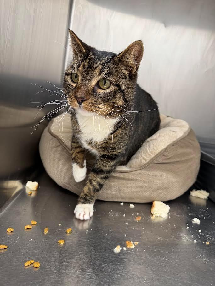 Enlarge Boba, a Adoptable mixed breed in Glenfield, NY image 4/5