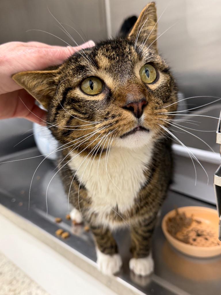 Enlarge Boba, a Adoptable mixed breed in Glenfield, NY image 5/5