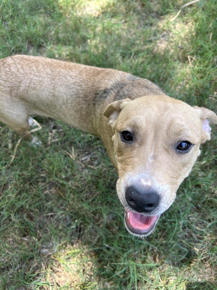 Enlarge Willow, a Adoptable mixed breed in New Bedford, MA image 1/4