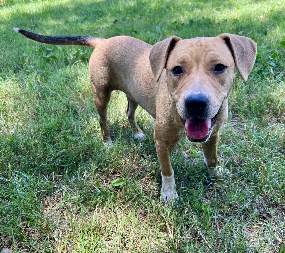 Enlarge Willow, a Adoptable mixed breed in New Bedford, MA image 2/4