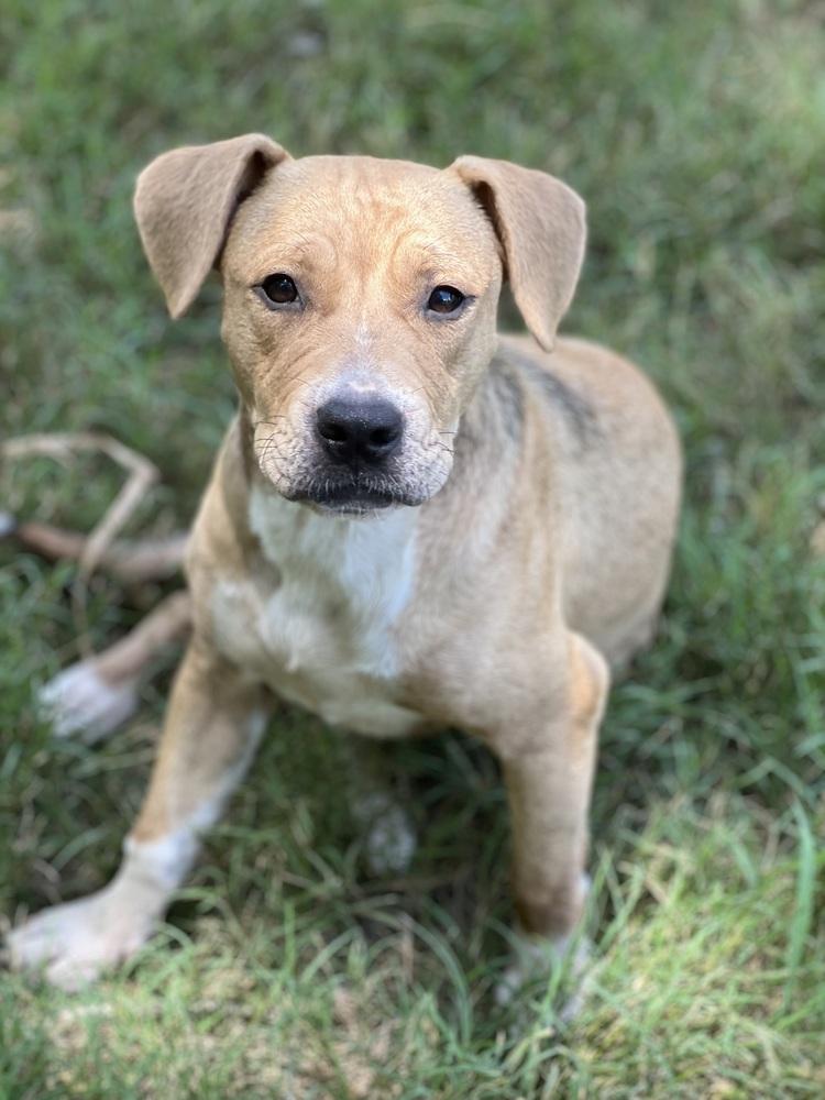 Enlarge Willow, a Adoptable mixed breed in New Bedford, MA image 3/4