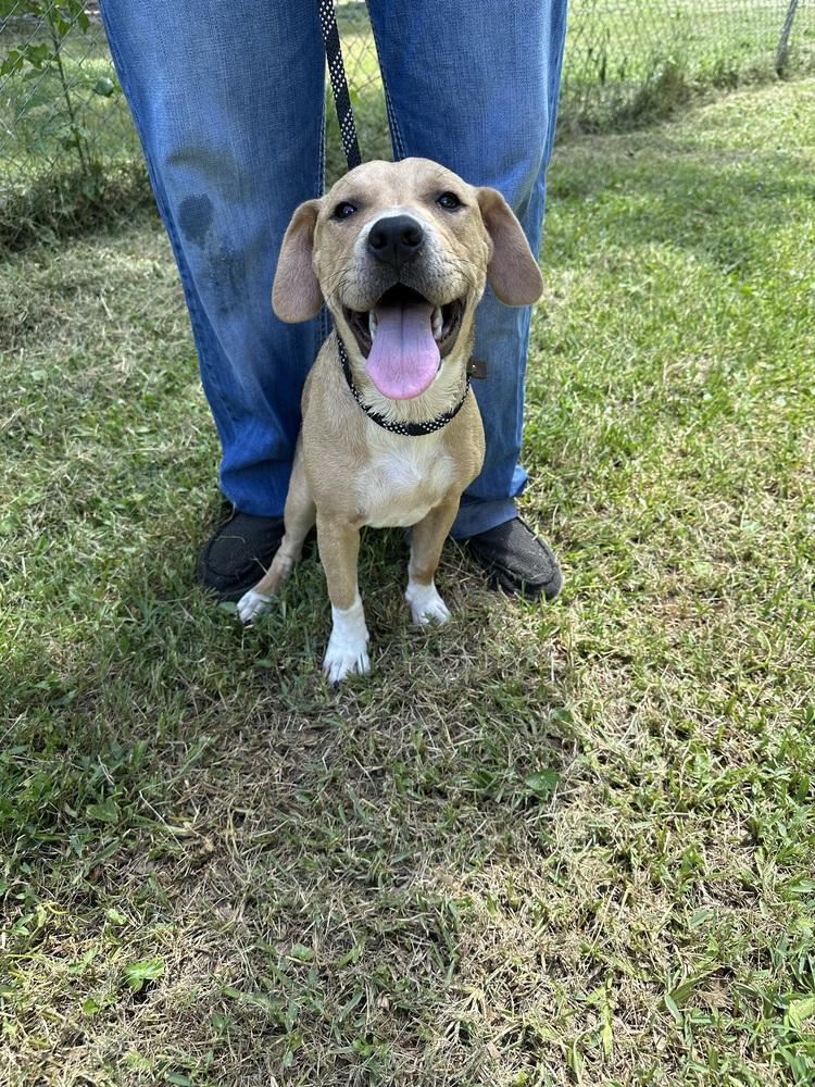 Enlarge Willow, a Adoptable mixed breed in New Bedford, MA image 4/4