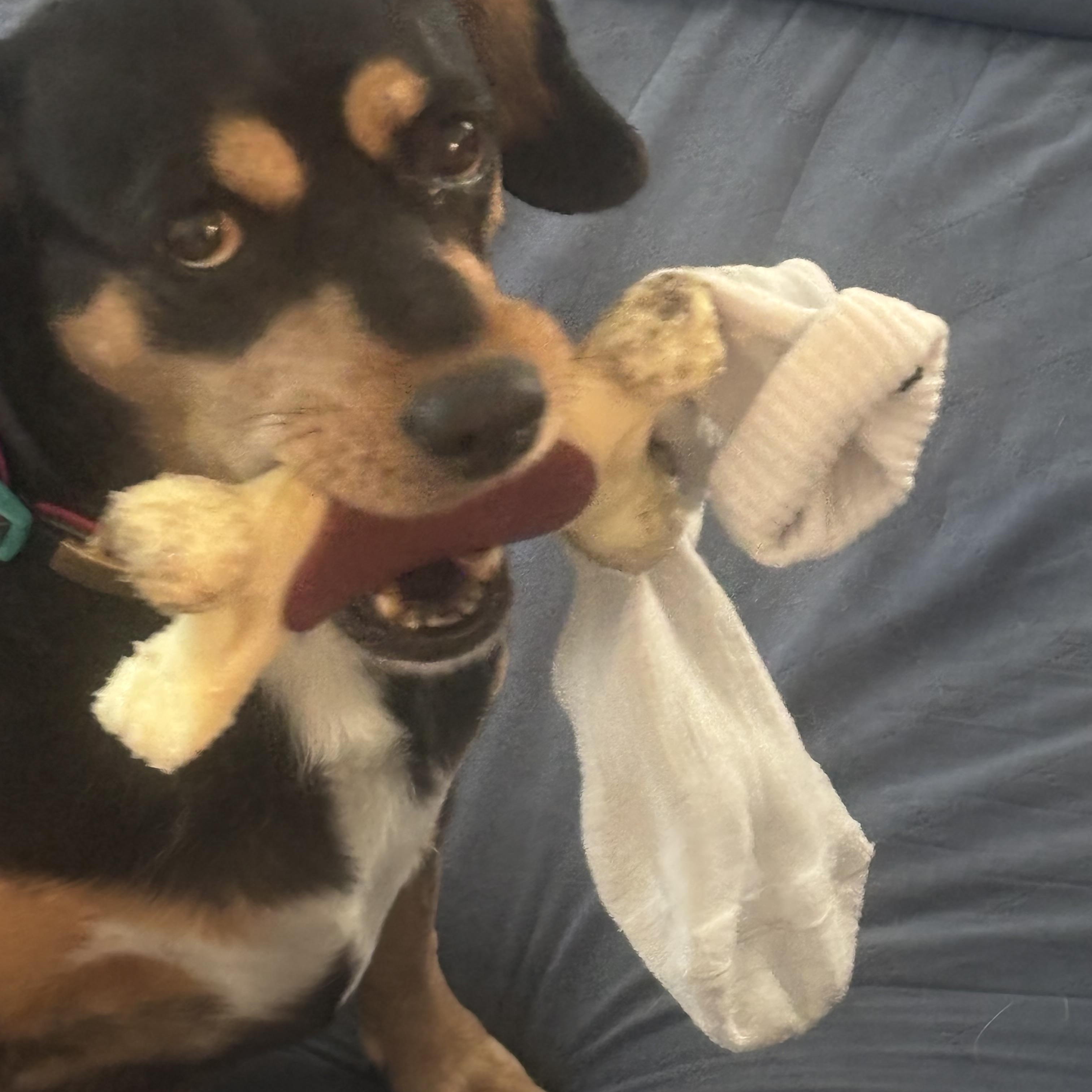 Enlarge Penny, a Adoptable mixed breed in Waltham, MA image 5/6