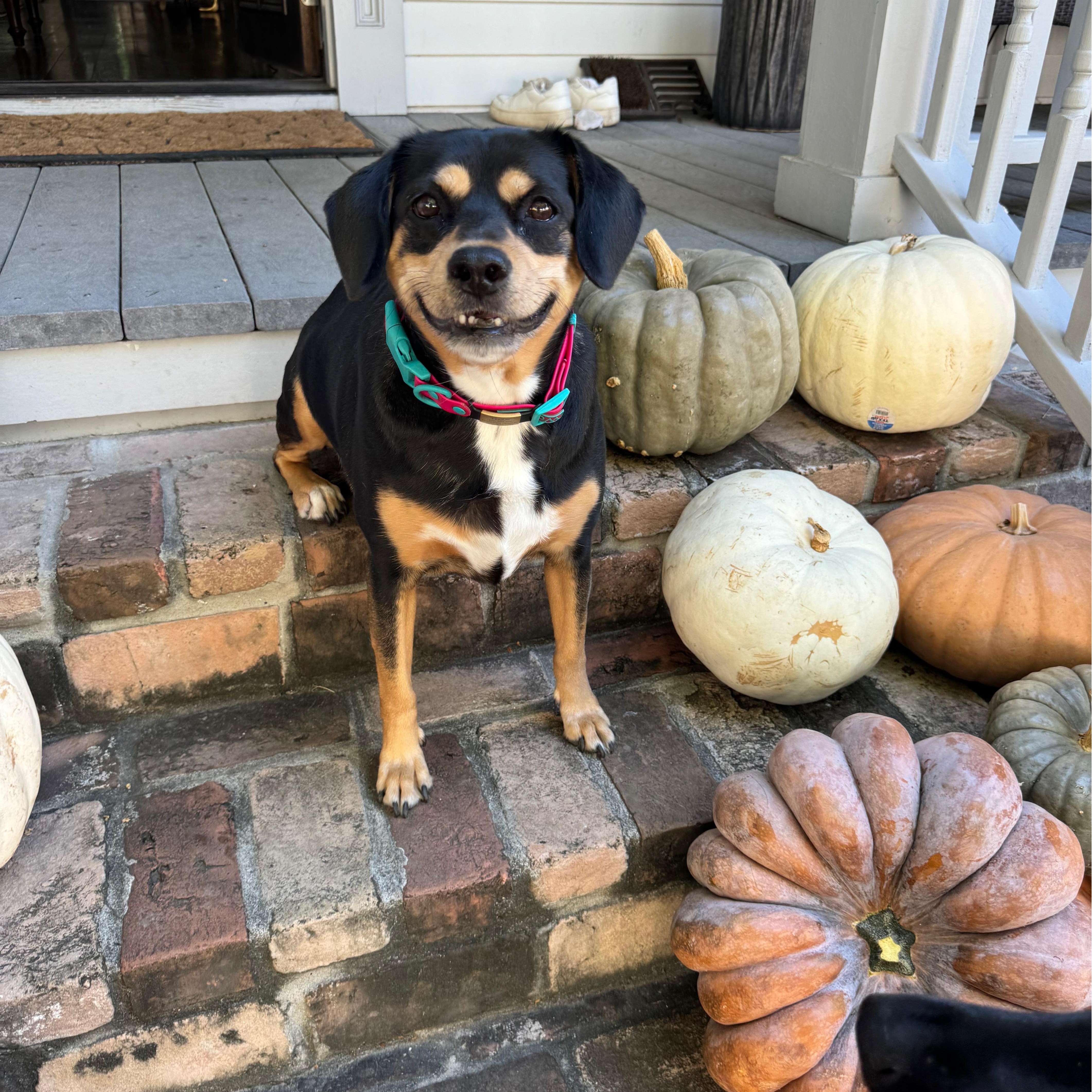 Penny, Adoptable, Senior Female Beagle & Labrador Retriever.