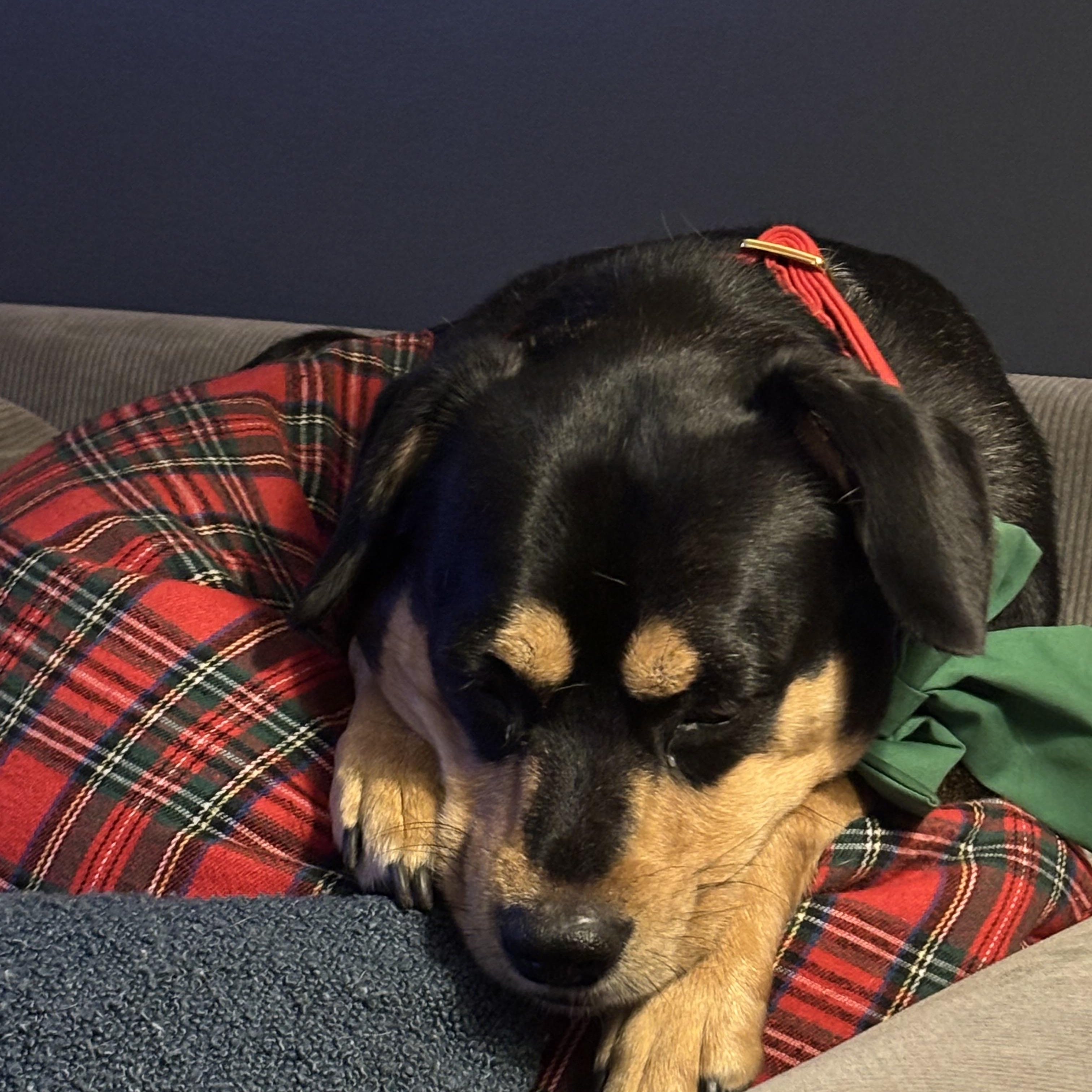 Enlarge Penny, a Adoptable mixed breed in Waltham, MA image 6/6