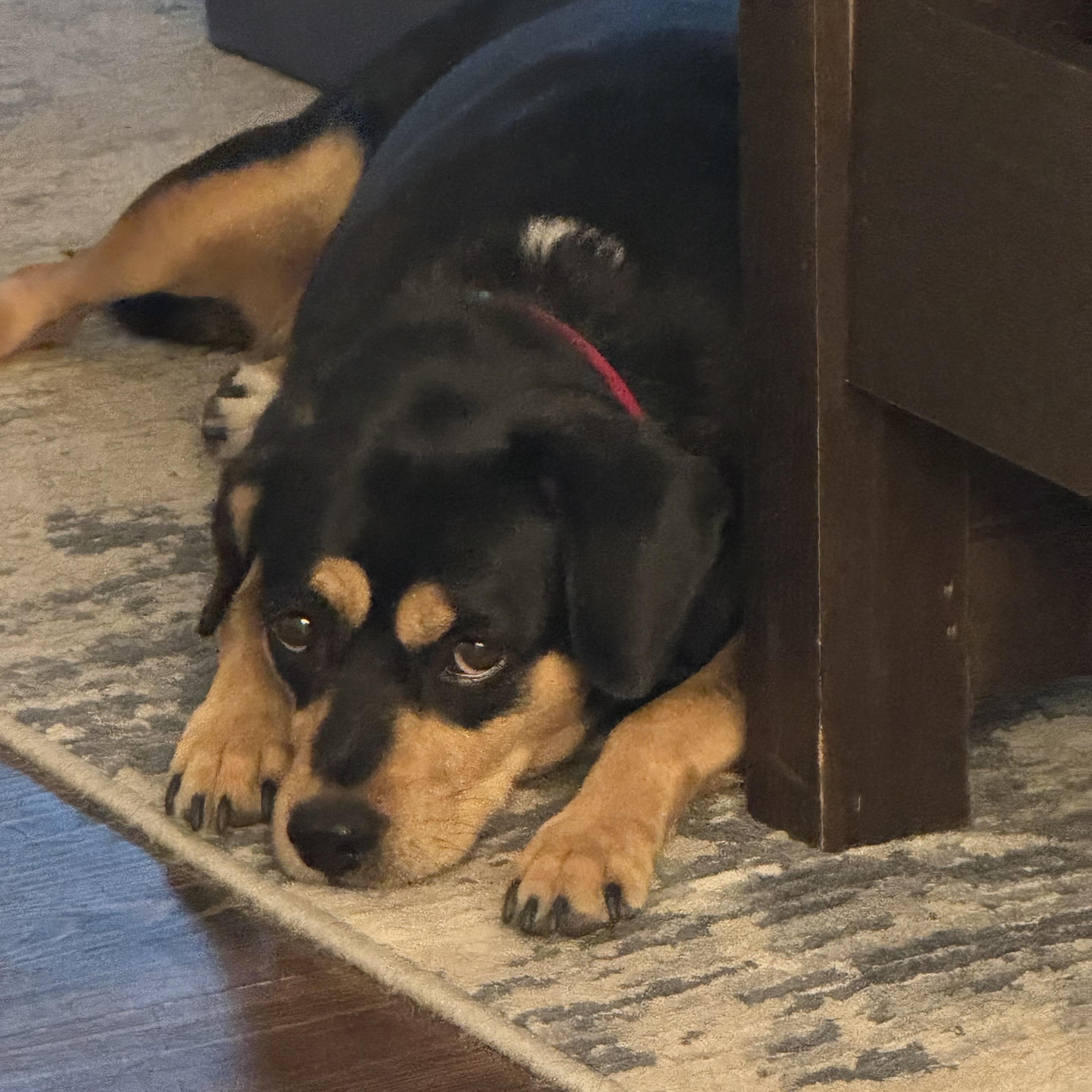 Enlarge Penny, a Adoptable mixed breed in Waltham, MA image 2/6