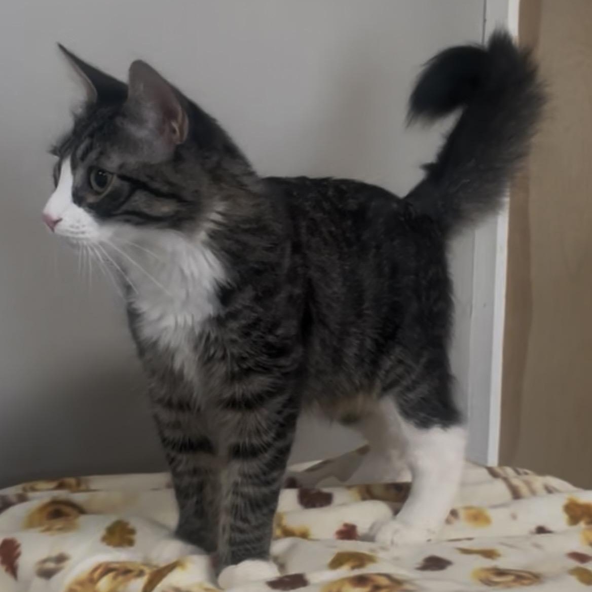 Enlarge Nino, a Adoptable Domestic Medium Hair in Petaluma, CA image 5/6