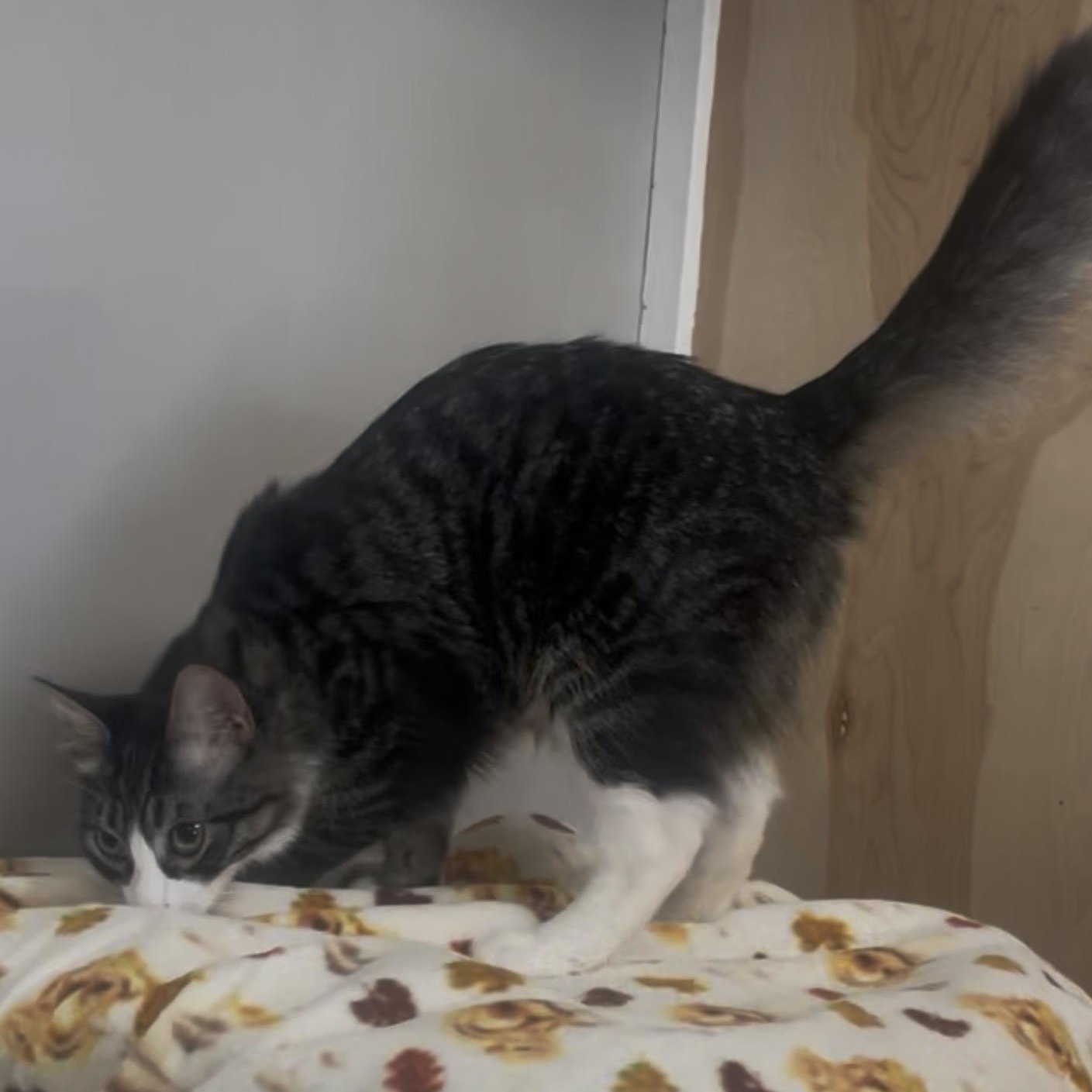 Enlarge Nino, a Adoptable Domestic Medium Hair in Petaluma, CA image 6/6