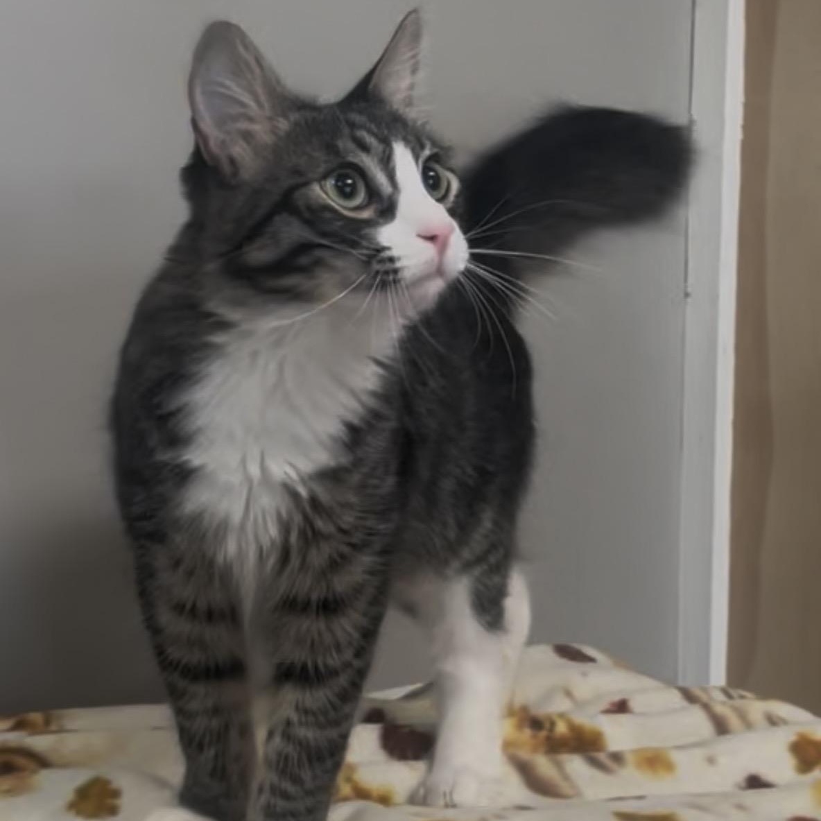Nino, Adoptable, Young Male Domestic Medium Hair.