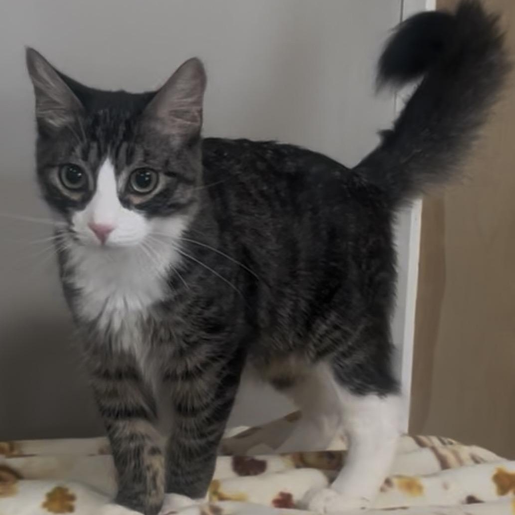 Enlarge Nino, a Adoptable Domestic Medium Hair in Petaluma, CA image 2/6