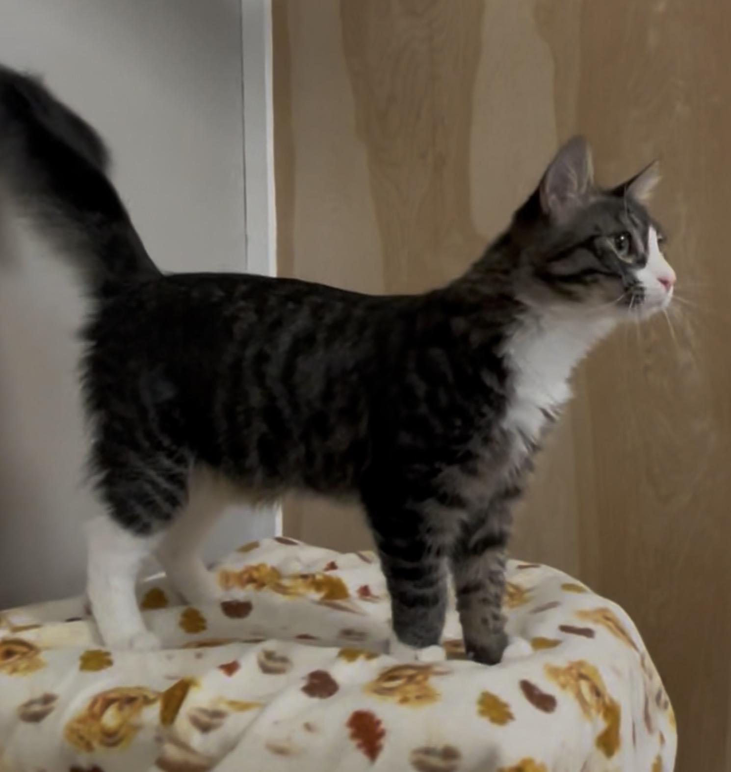 Enlarge Nino, a Adoptable Domestic Medium Hair in Petaluma, CA image 3/6