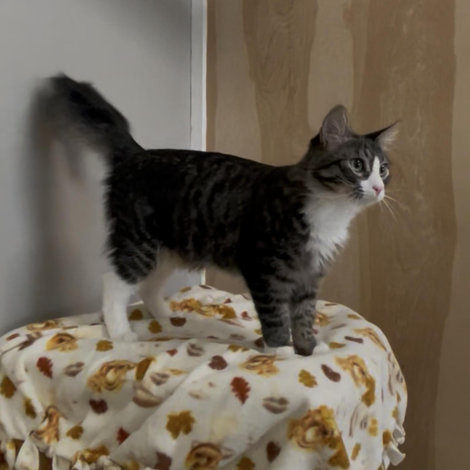 Enlarge Nino, a Adoptable Domestic Medium Hair in Petaluma, CA image 4/6