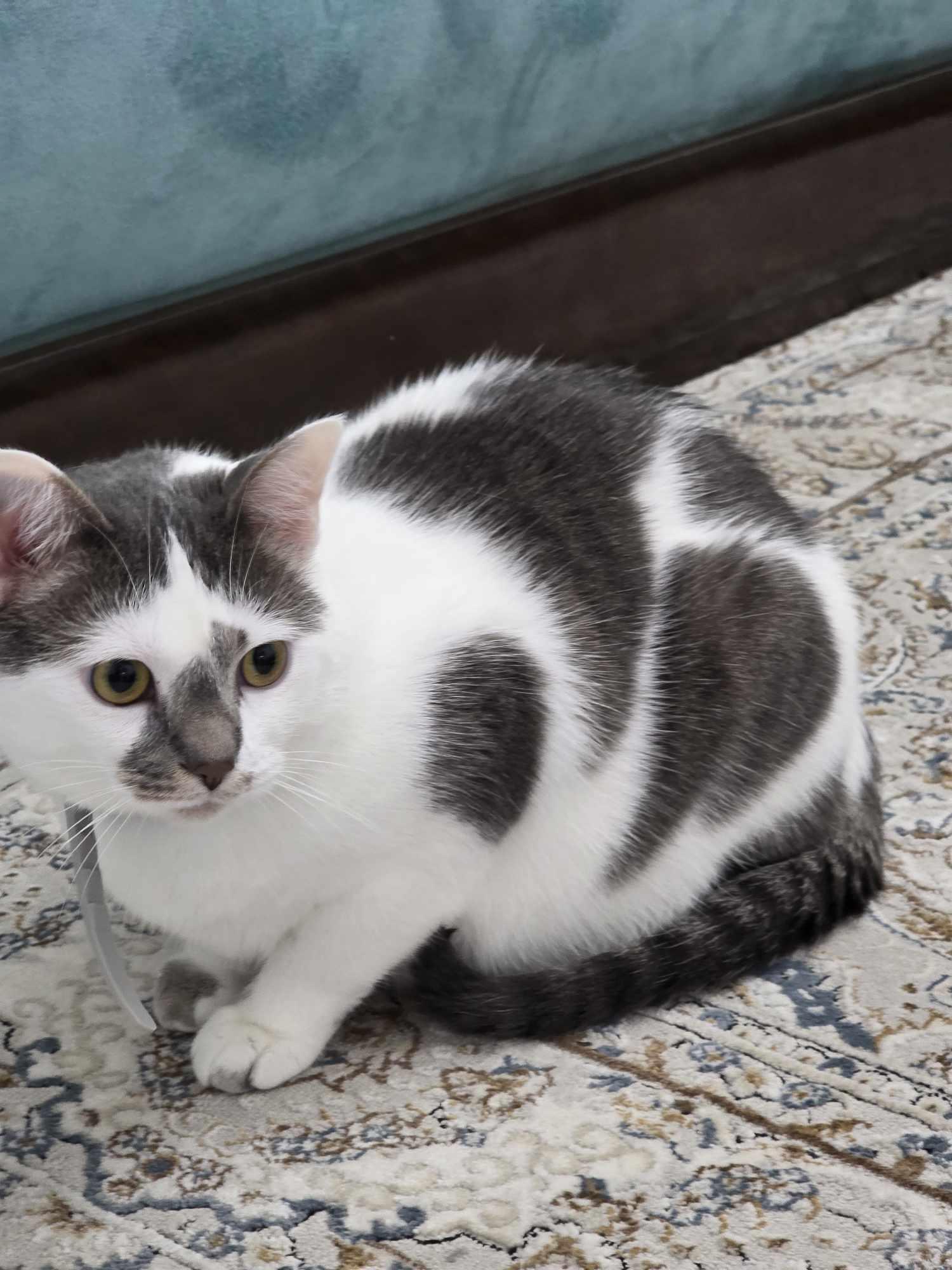Biquette 2