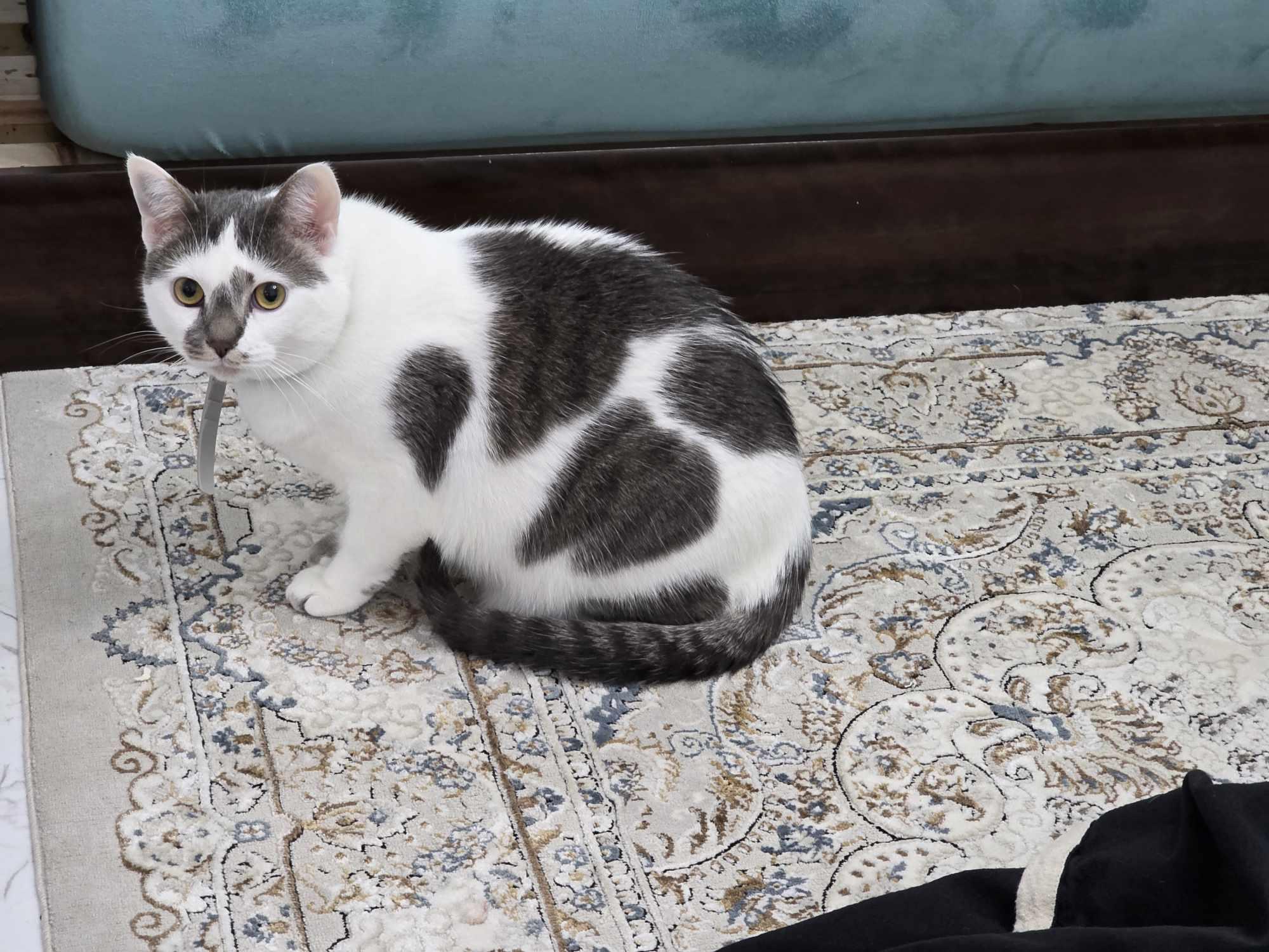 Biquette 3