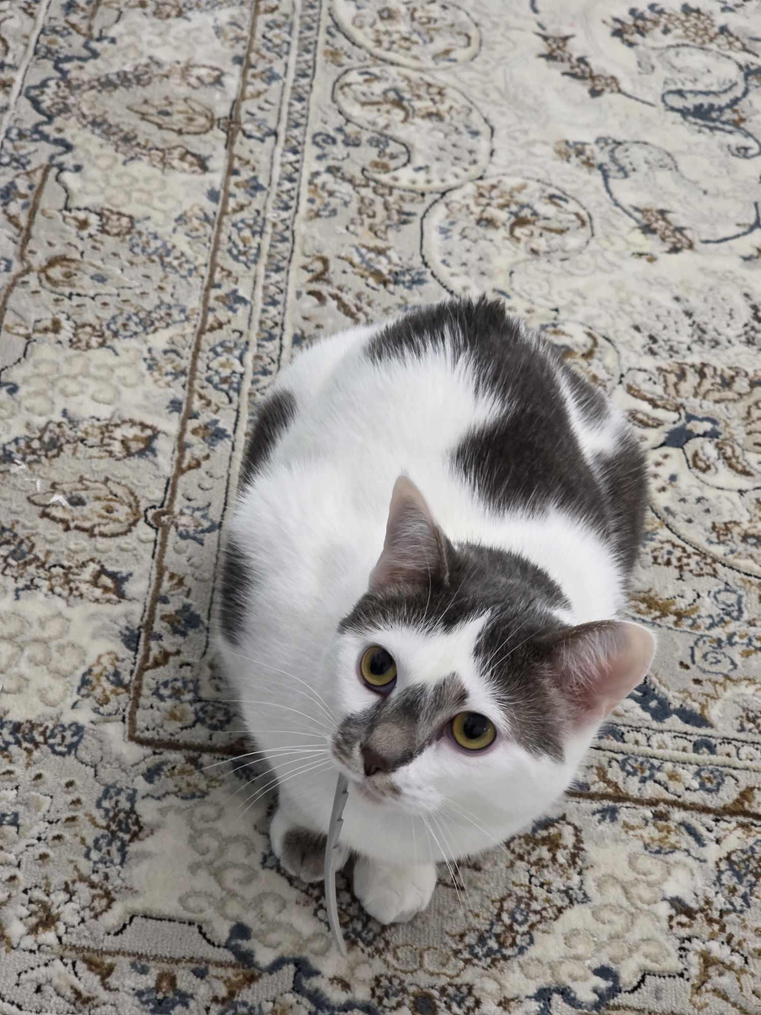 Biquette 4
