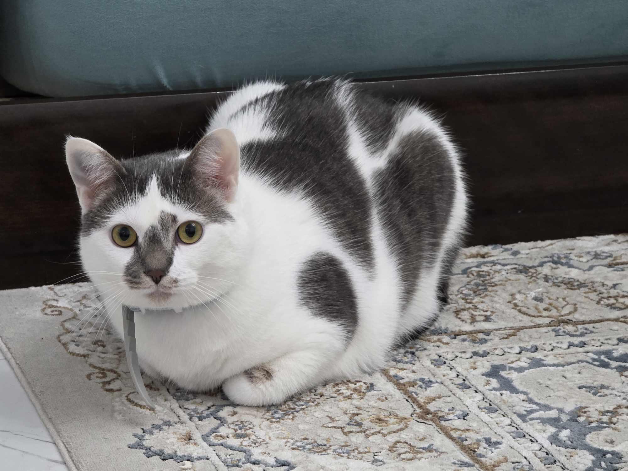 Biquette 5