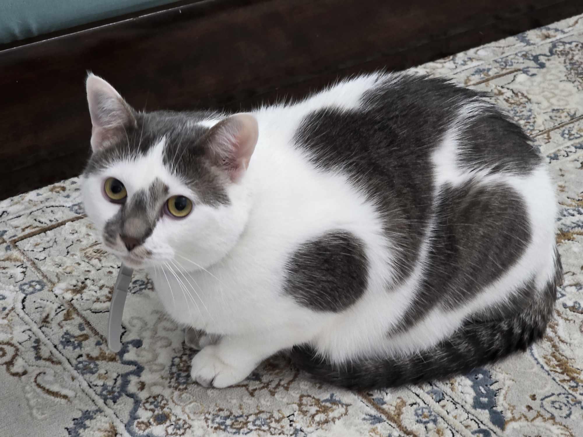 Biquette 6