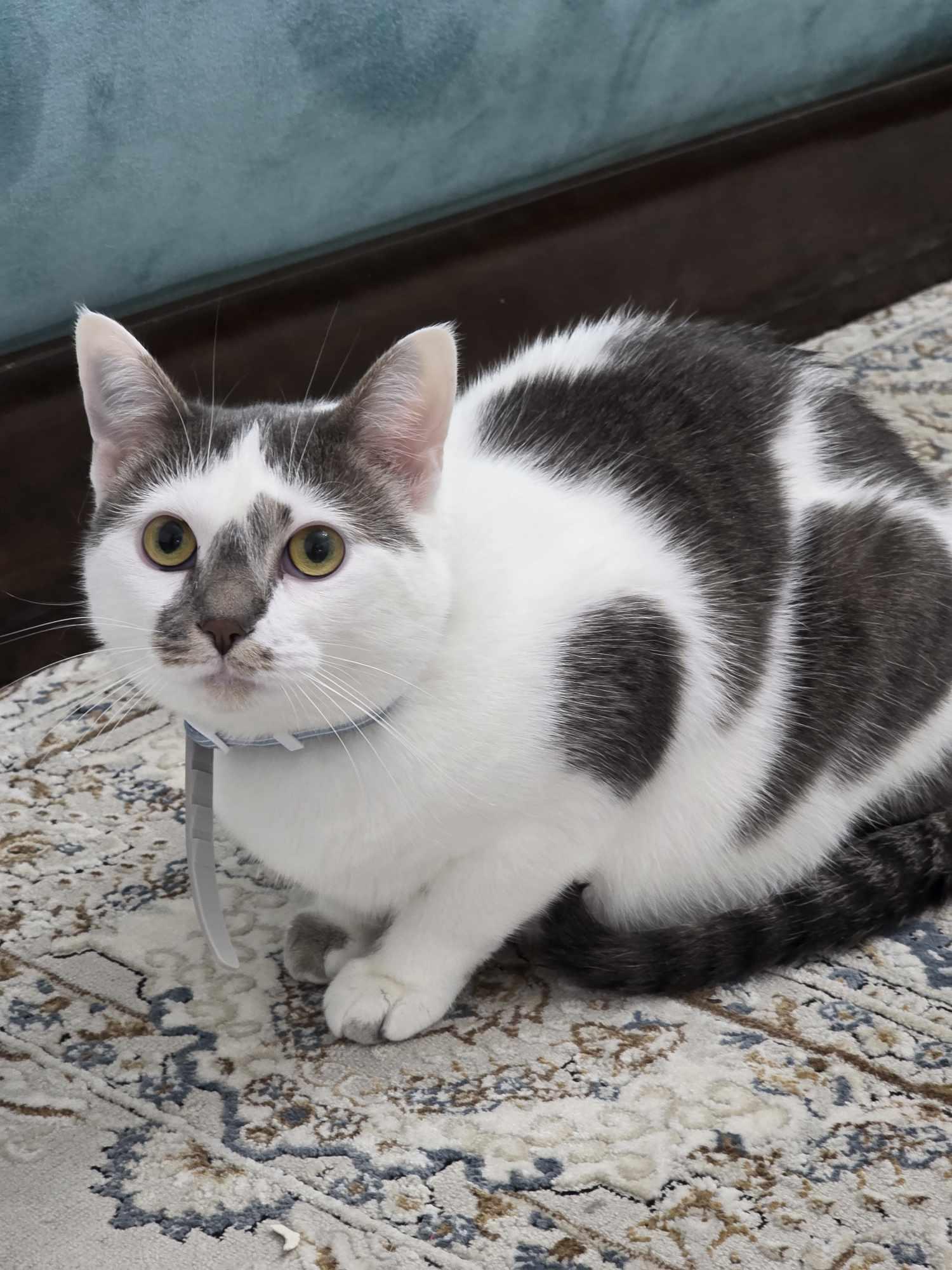Biquette