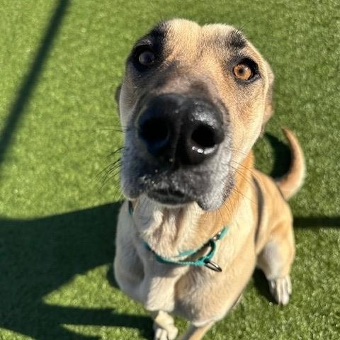 Cherry, ADOPTABLE, Adult Female Great Dane.