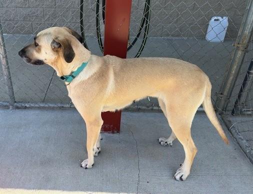 Cherry, a ADOPTABLE Great Dane in Fayetteville, AR image 4/4