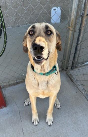Cherry, a ADOPTABLE Great Dane in Fayetteville, AR image 3/4
