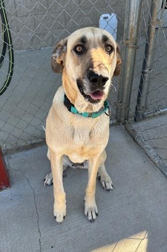 Cherry, a ADOPTABLE Great Dane in Fayetteville, AR image 2/4
