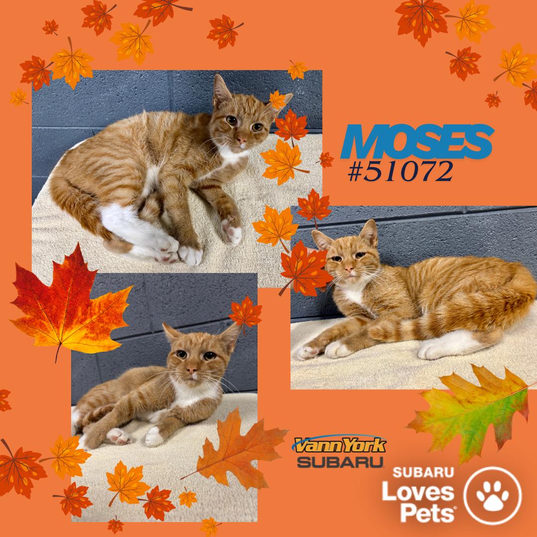 Moses, Adoptable, Adult Male Domestic Short Hair.
