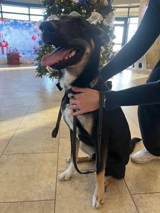 Ping, Adoptable, Young Male Shepherd & Mixed Breed.