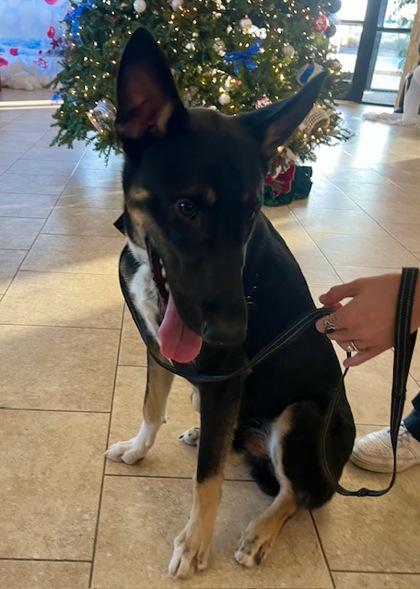 Ping, a Adoptable mixed breed in Lewisville, TX image 2/3