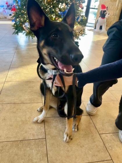 Ping, a Adoptable mixed breed in Lewisville, TX image 3/3