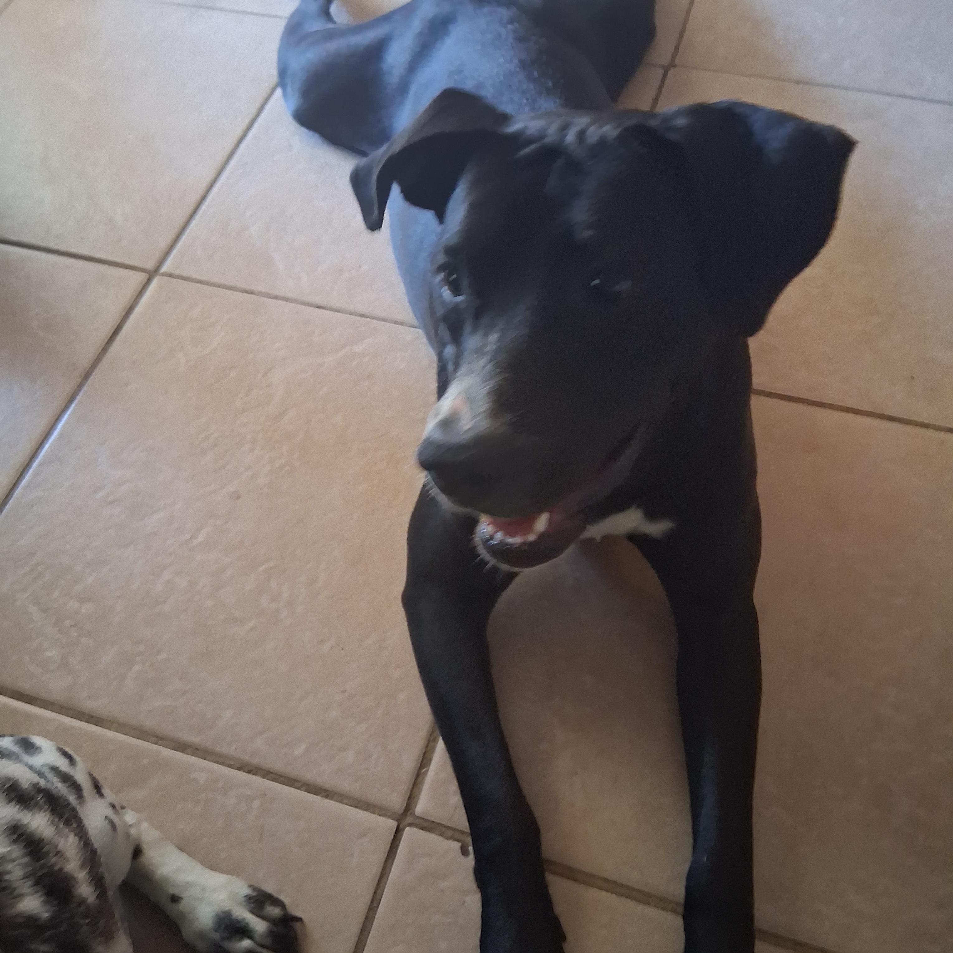 Luxe, a ADOPTABLE mixed breed in Lake Placid, FL image 3/5