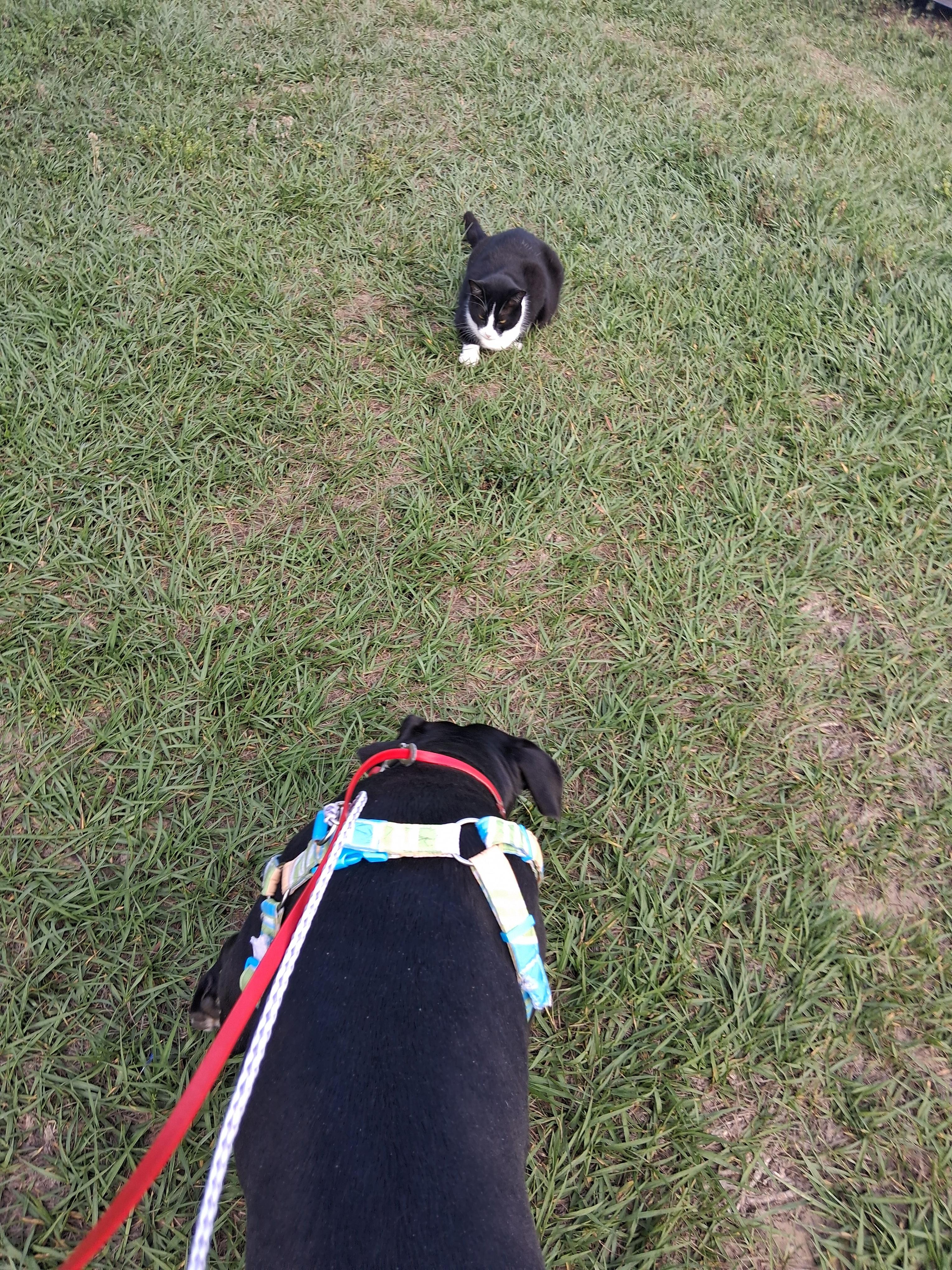 Luxe, a ADOPTABLE mixed breed in Lake Placid, FL image 4/5