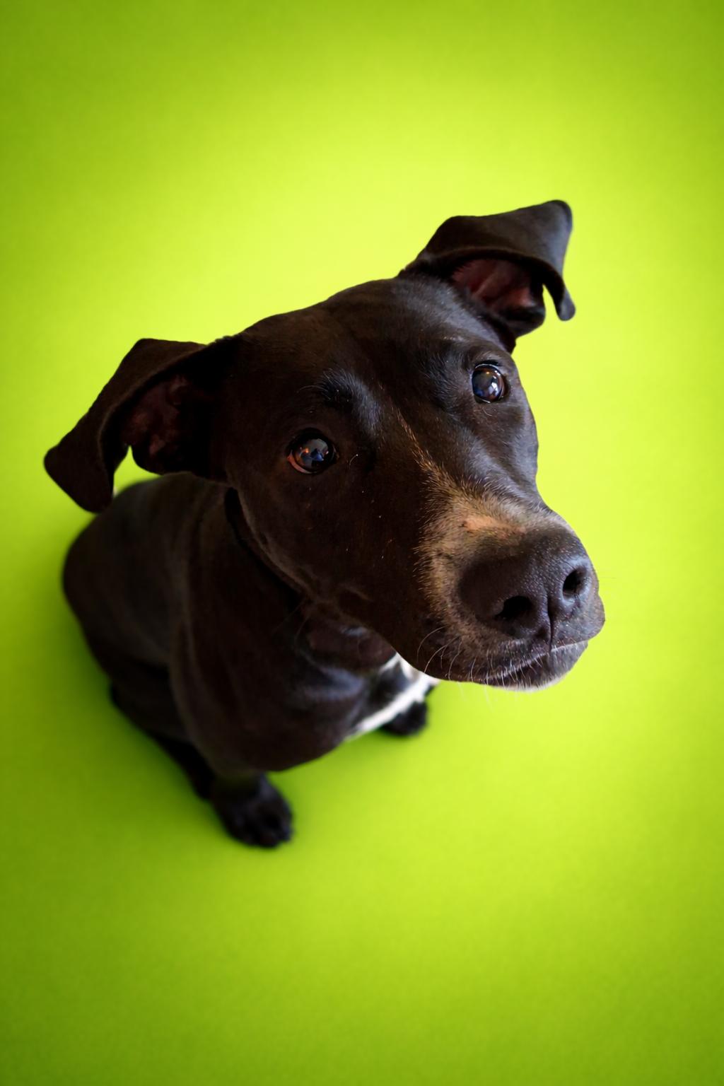 Luxe, ADOPTABLE, Young Female Pit Bull Terrier & Pointer.