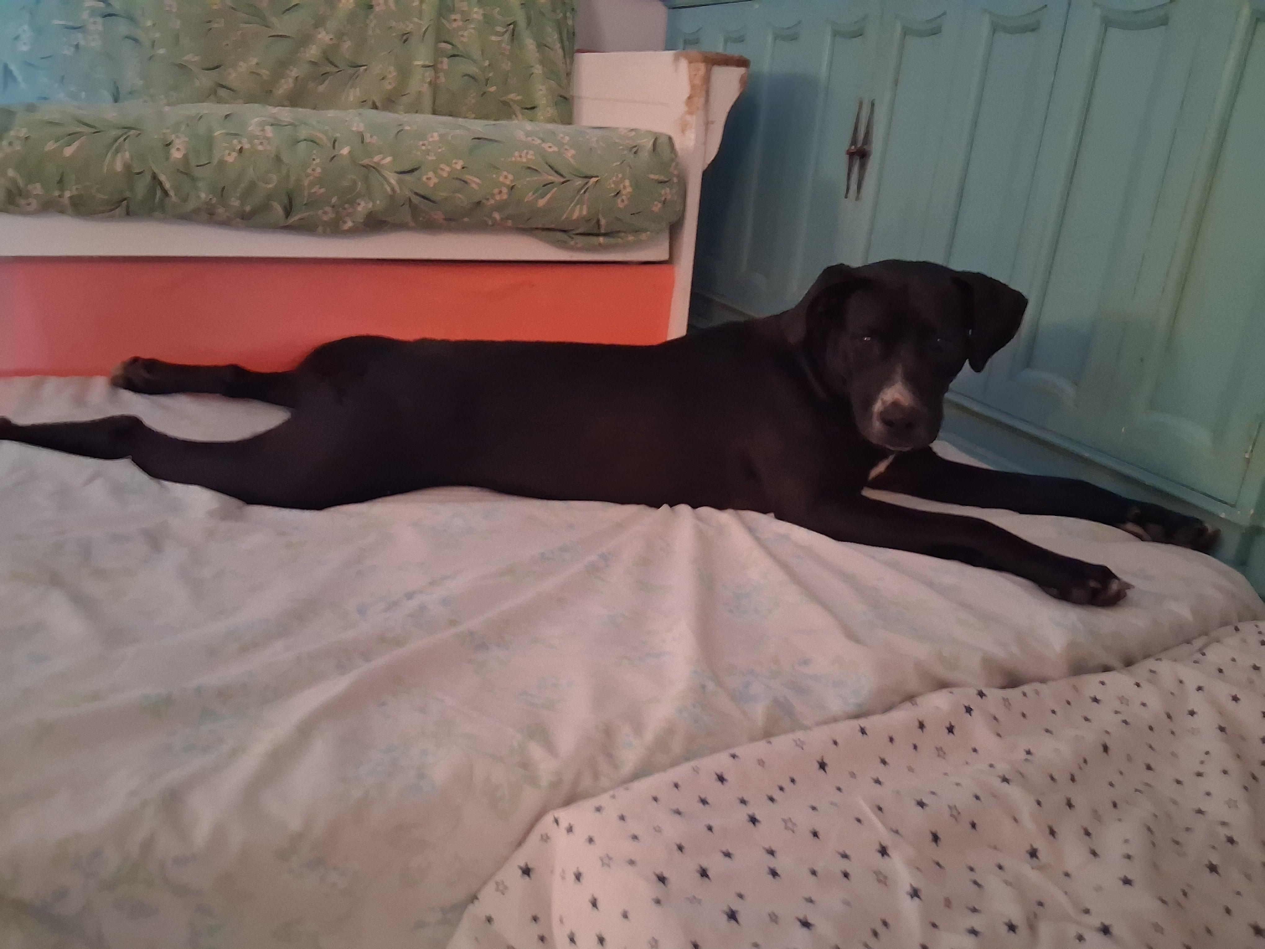 Luxe, a ADOPTABLE mixed breed in Lake Placid, FL image 5/5