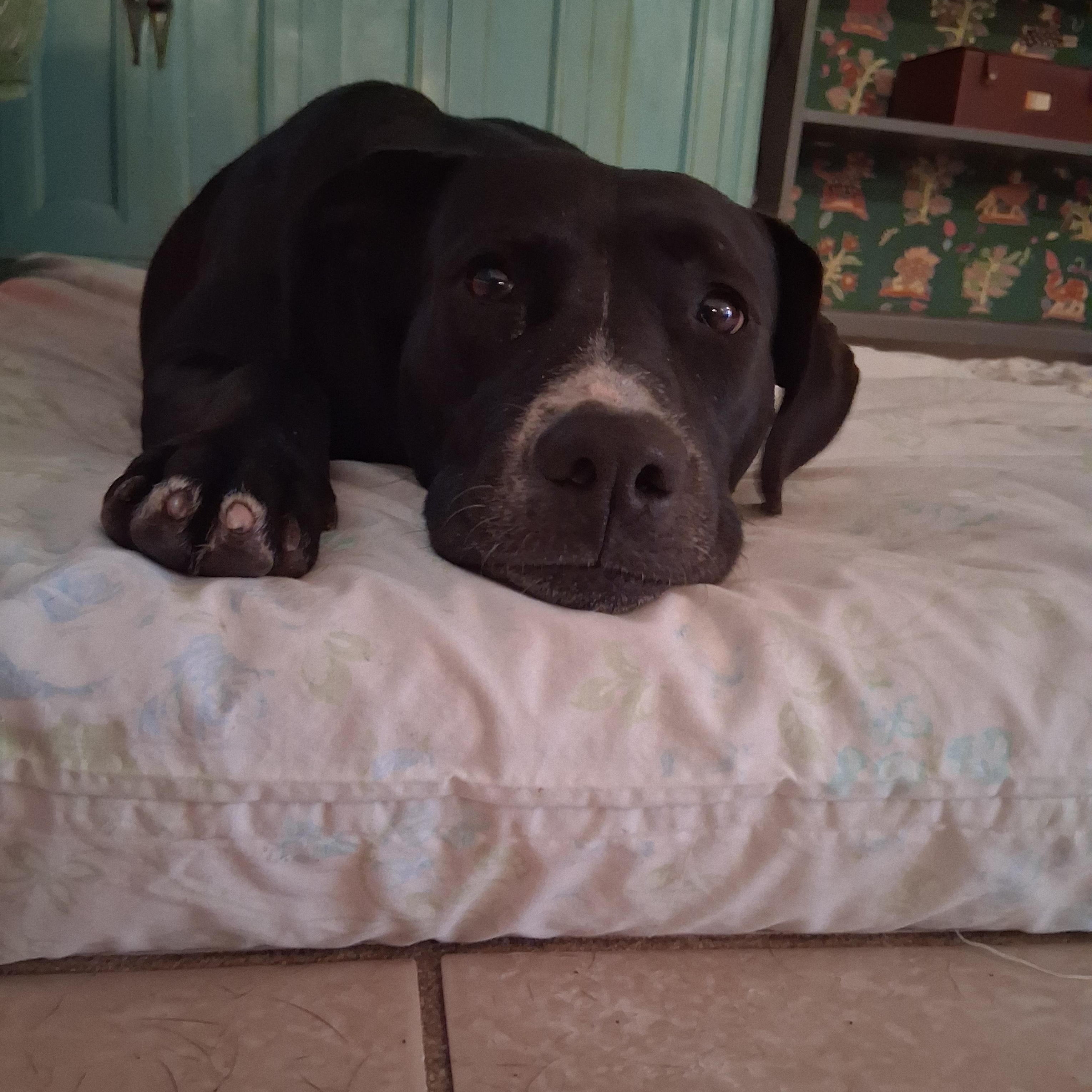 Luxe, a ADOPTABLE mixed breed in Lake Placid, FL image 2/5