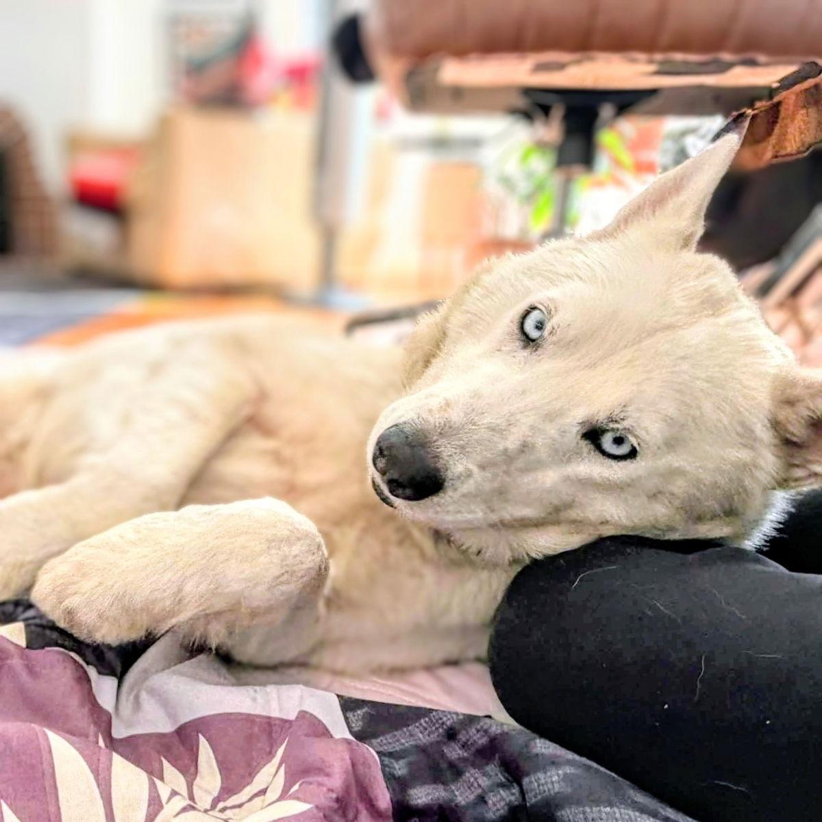 Alba, Adopted, Senior Female Siberian Husky.