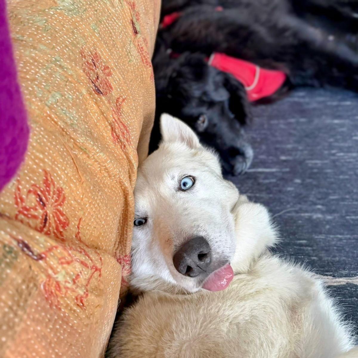 Enlarge Alba, a Adopted Siberian Husky in Oakland, CA image 2/3