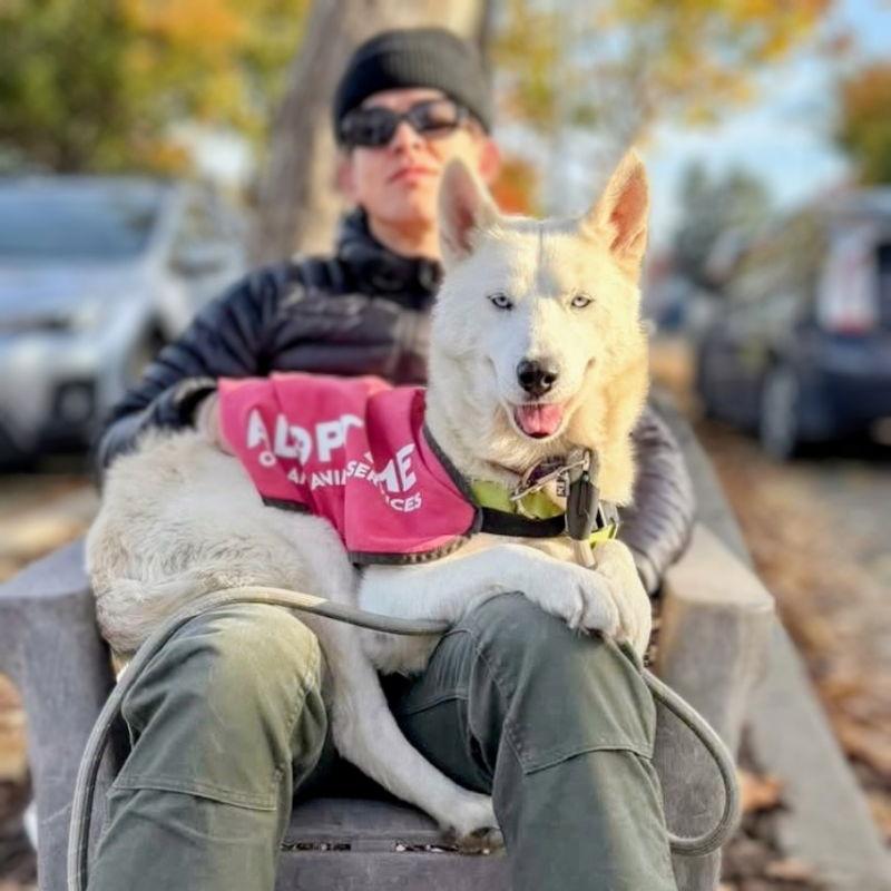 Enlarge Alba, a Adopted Siberian Husky in Oakland, CA image 3/3