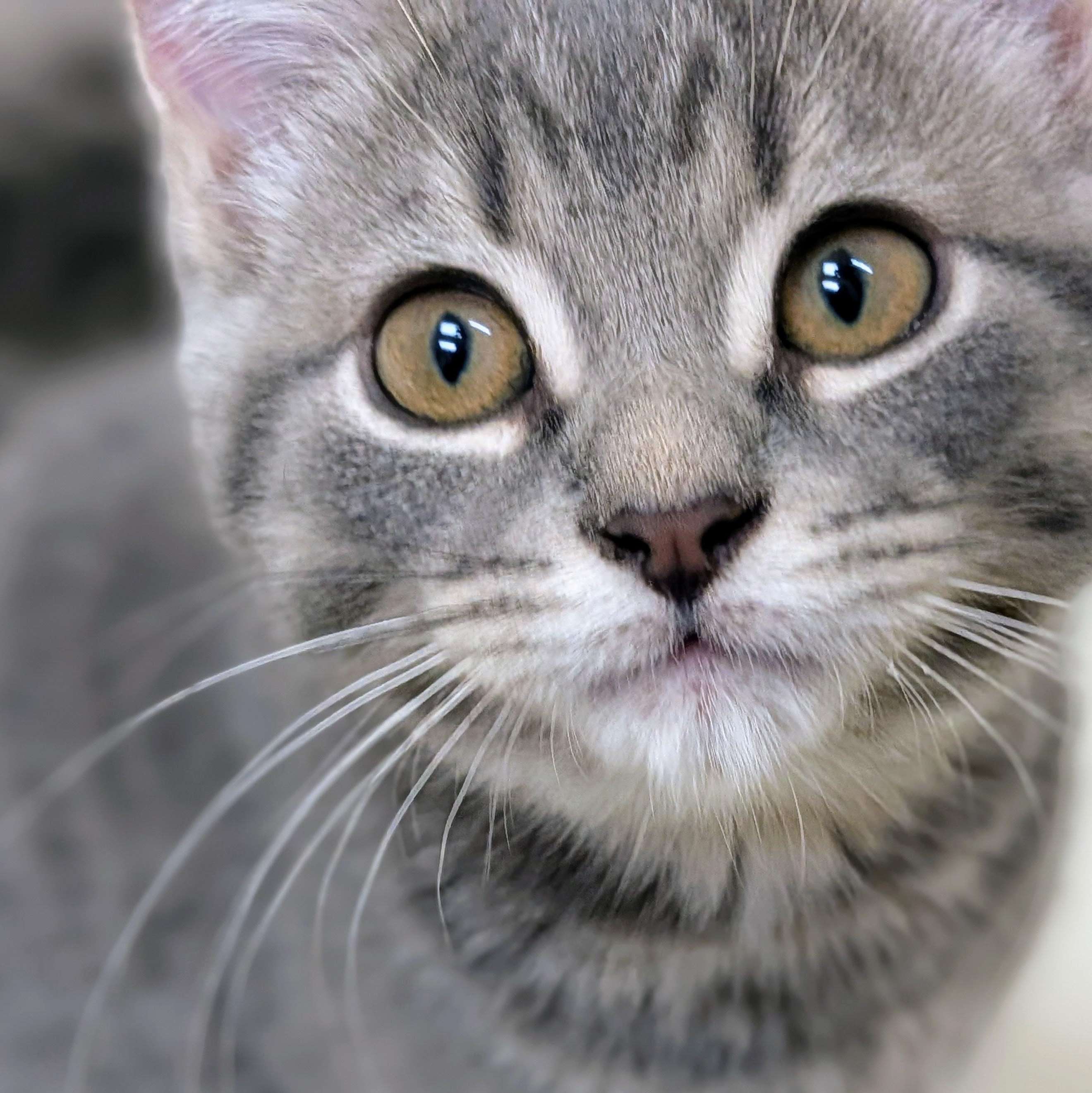 Pearl, Adoptable, Kitten Female Domestic Short Hair.