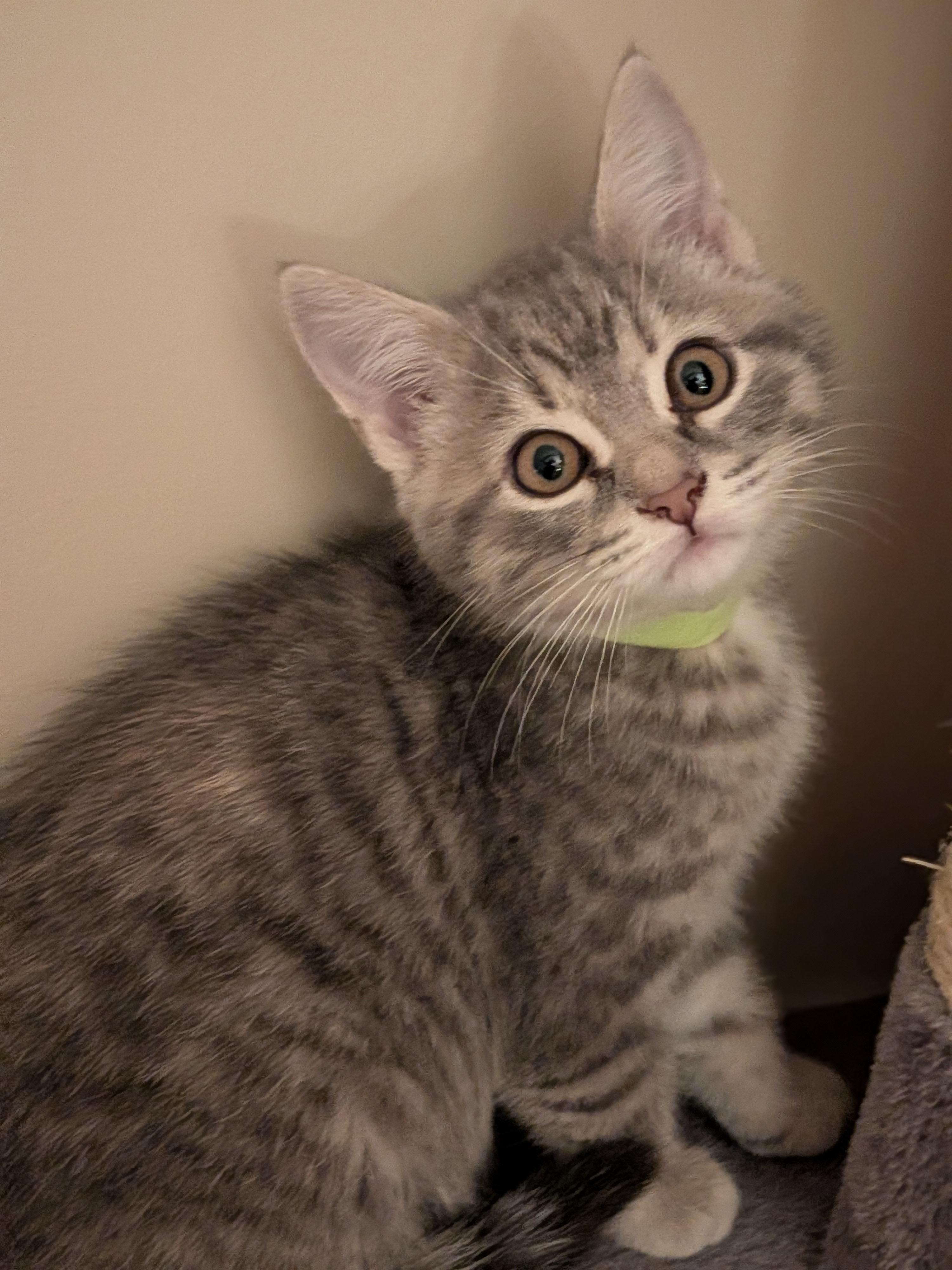 Enlarge Pearl, a Adoptable Domestic Short Hair in Wakefield, QC image 3/4