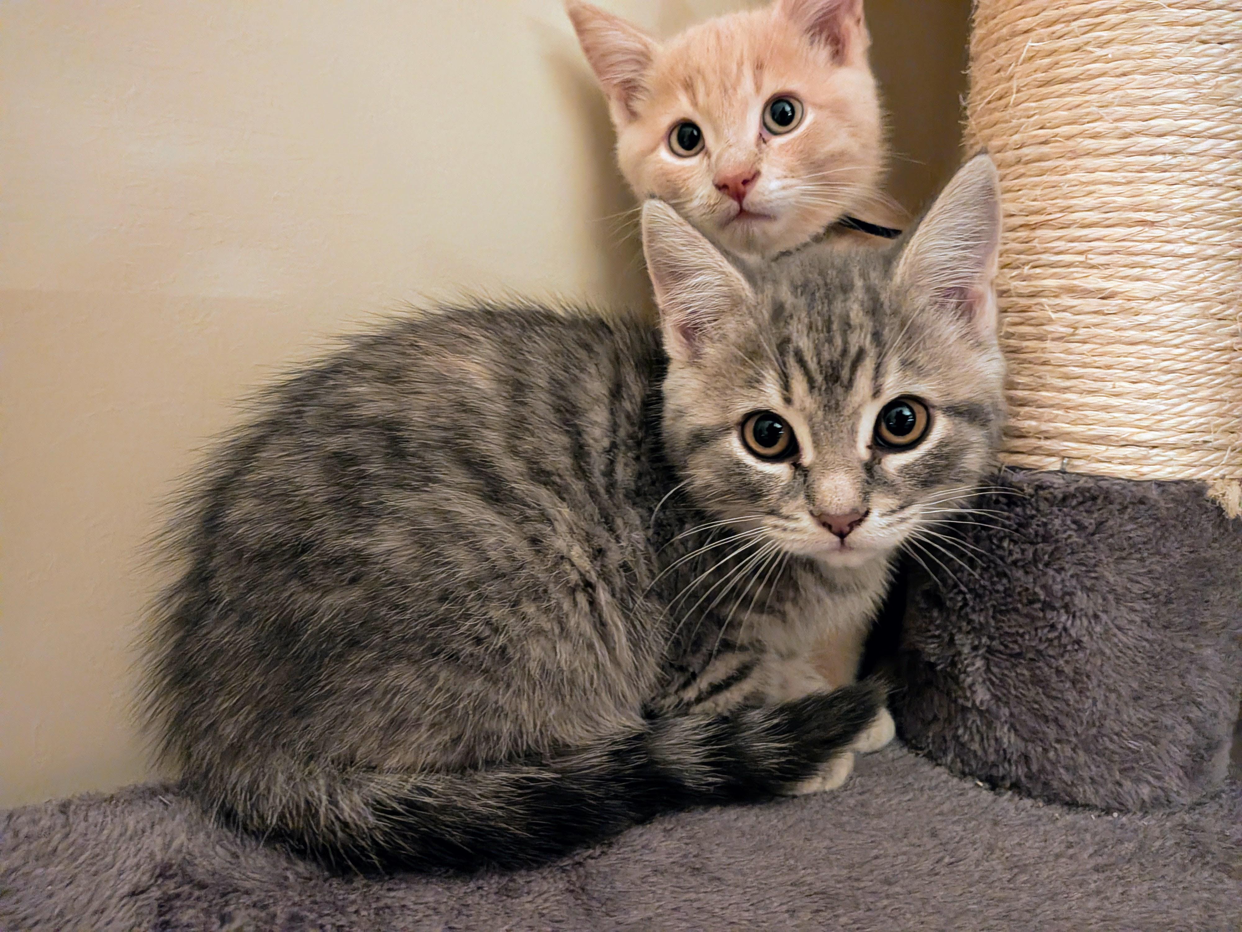 Enlarge Pearl, a Adoptable Domestic Short Hair in Wakefield, QC image 2/4