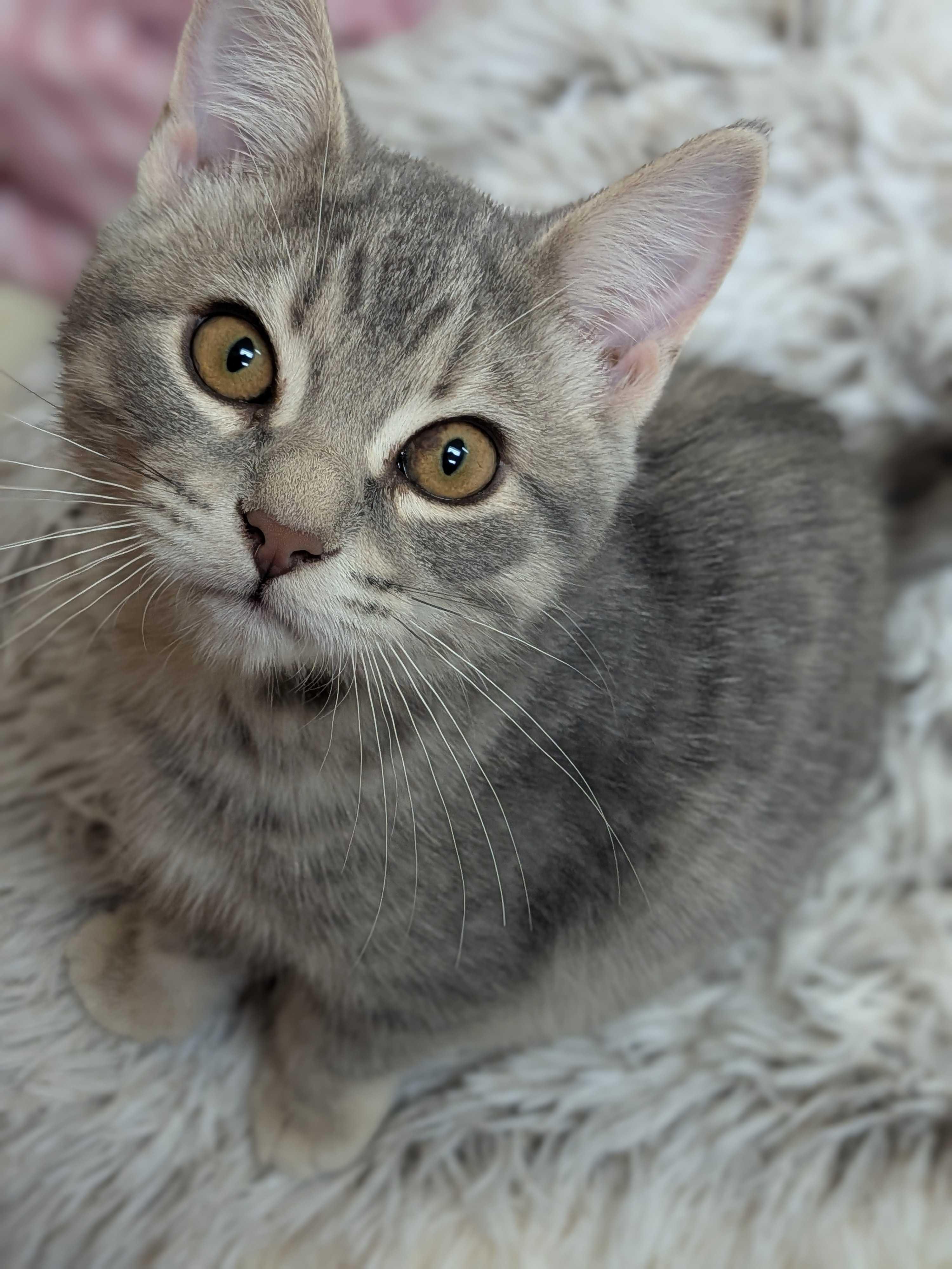 Enlarge Pearl, a Adopted Domestic Short Hair in Wakefield, QC image 2/5