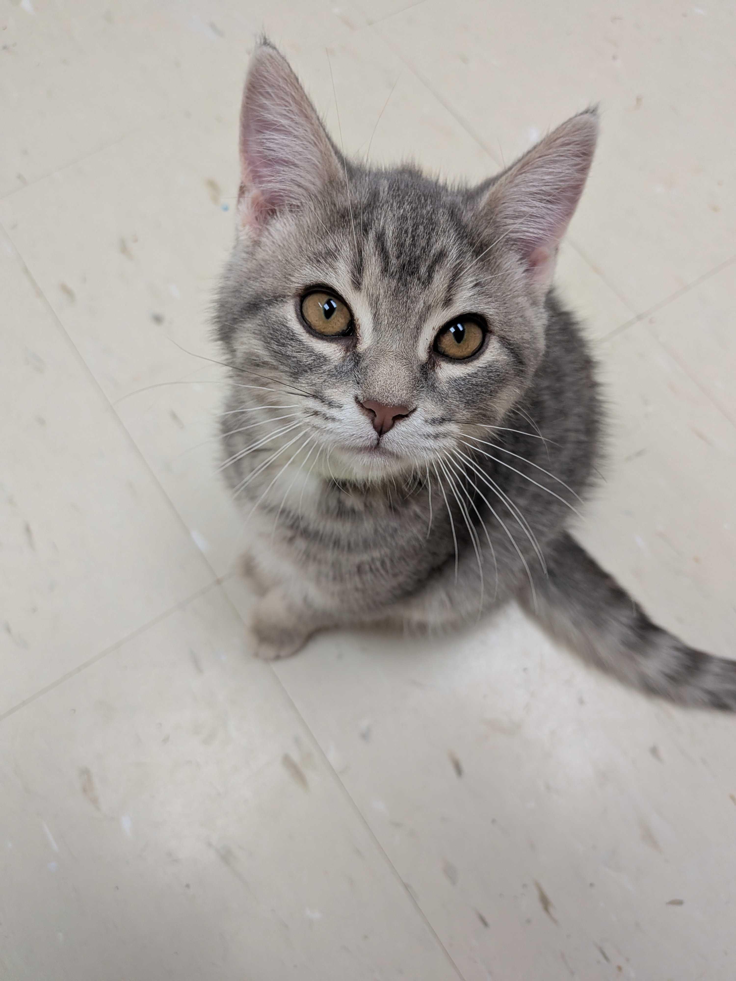 Enlarge Pearl, a Adopted Domestic Short Hair in Wakefield, QC image 3/5