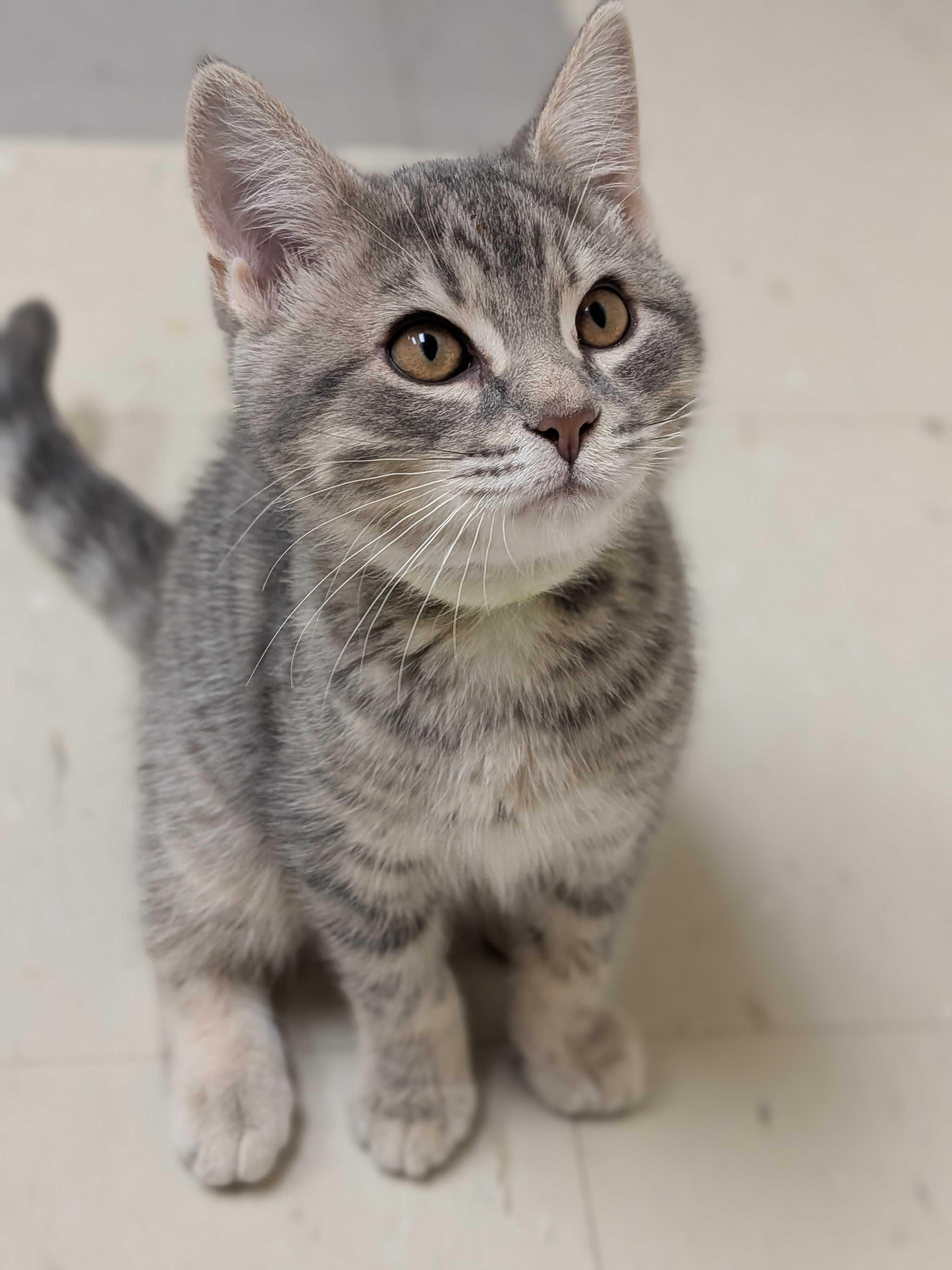 Enlarge Pearl, a Adopted Domestic Short Hair in Wakefield, QC image 1/5