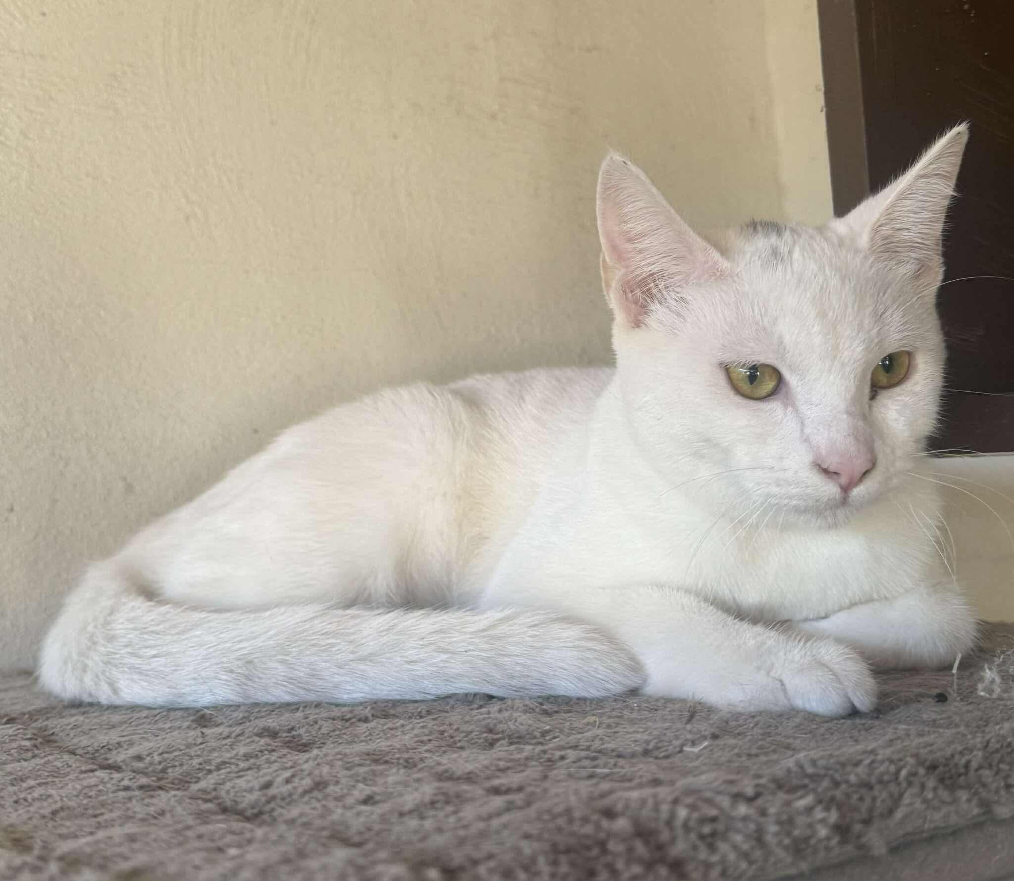 Kendall, a Adoptable Domestic Short Hair in Puyallup, WA image 1/4