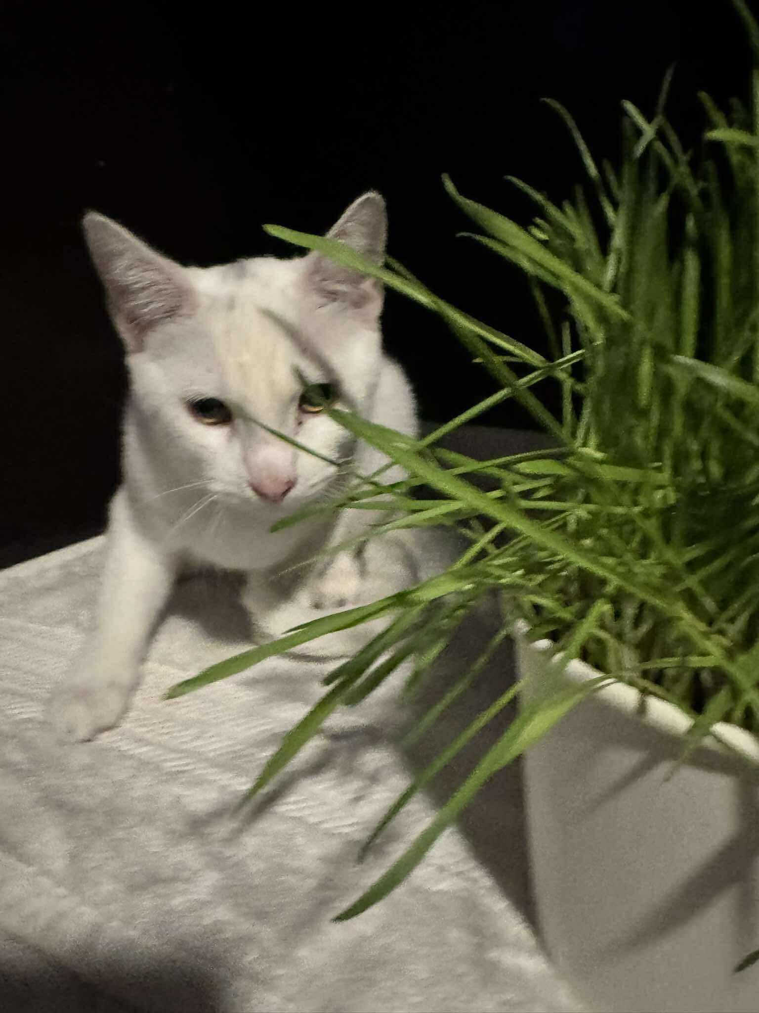 Kendall, a Adoptable Domestic Short Hair in Puyallup, WA image 2/4