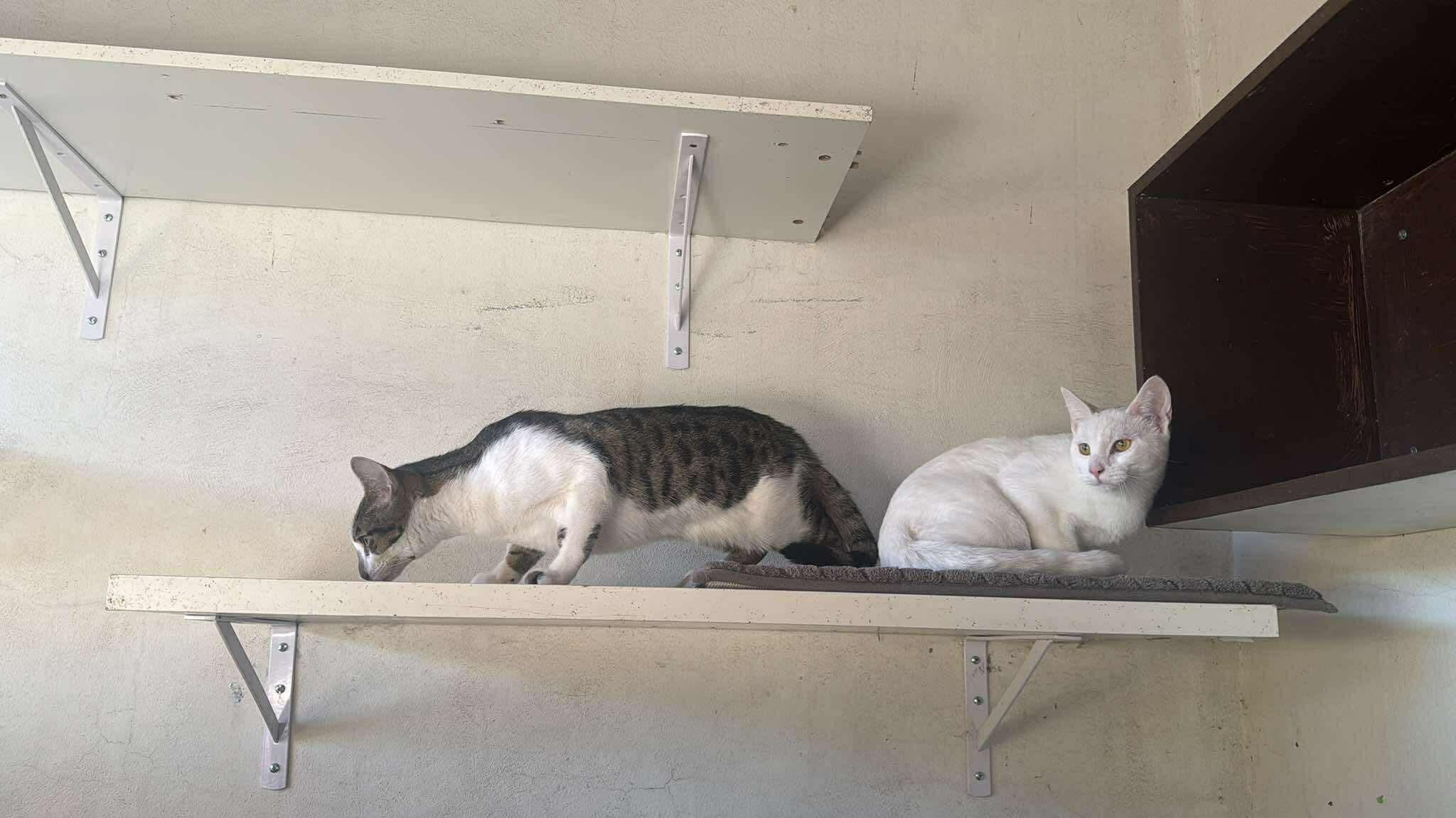 Kendall, a Adoptable Domestic Short Hair in Puyallup, WA image 3/4