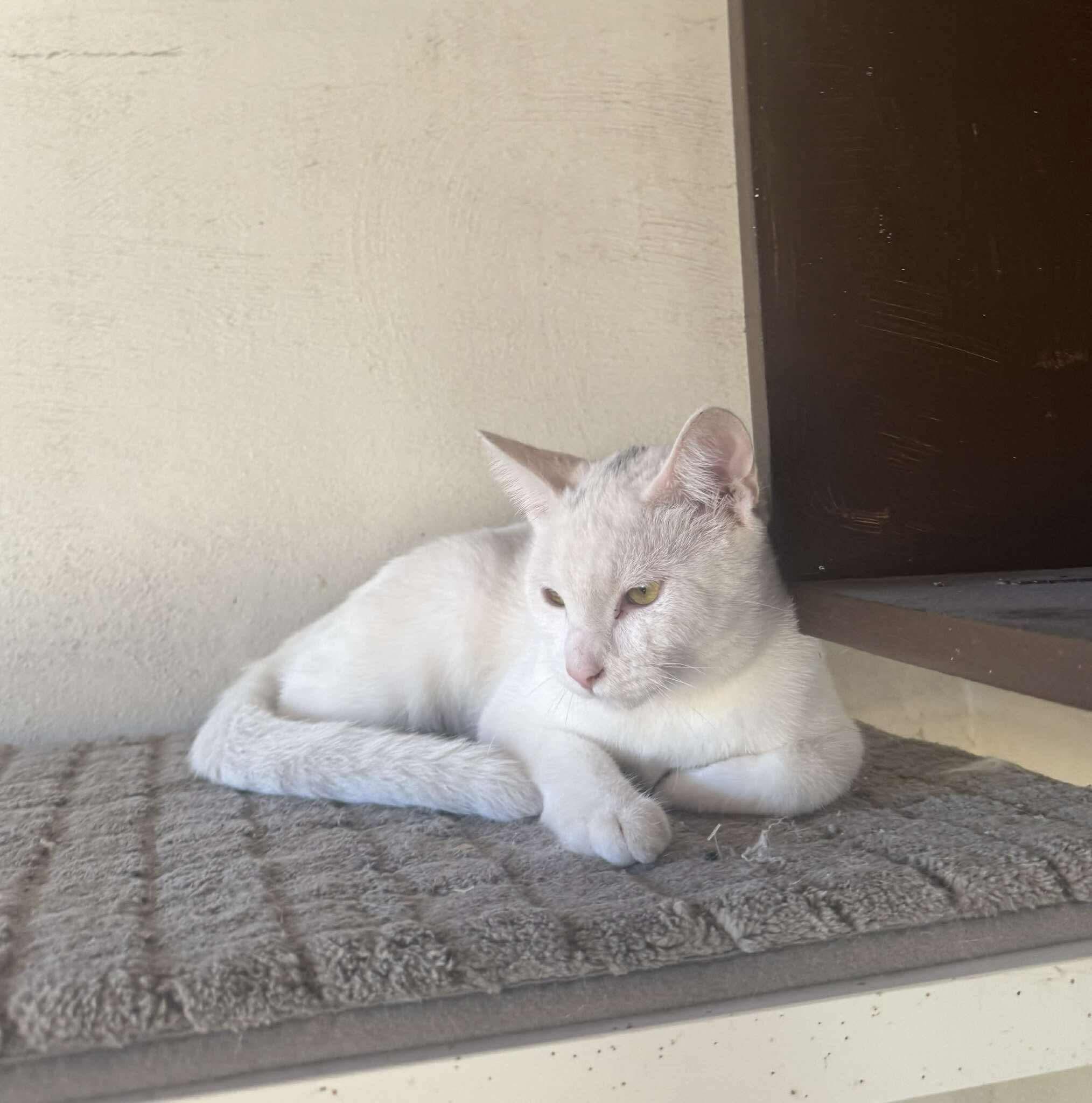 Kendall, a Adoptable Domestic Short Hair in Puyallup, WA image 4/4